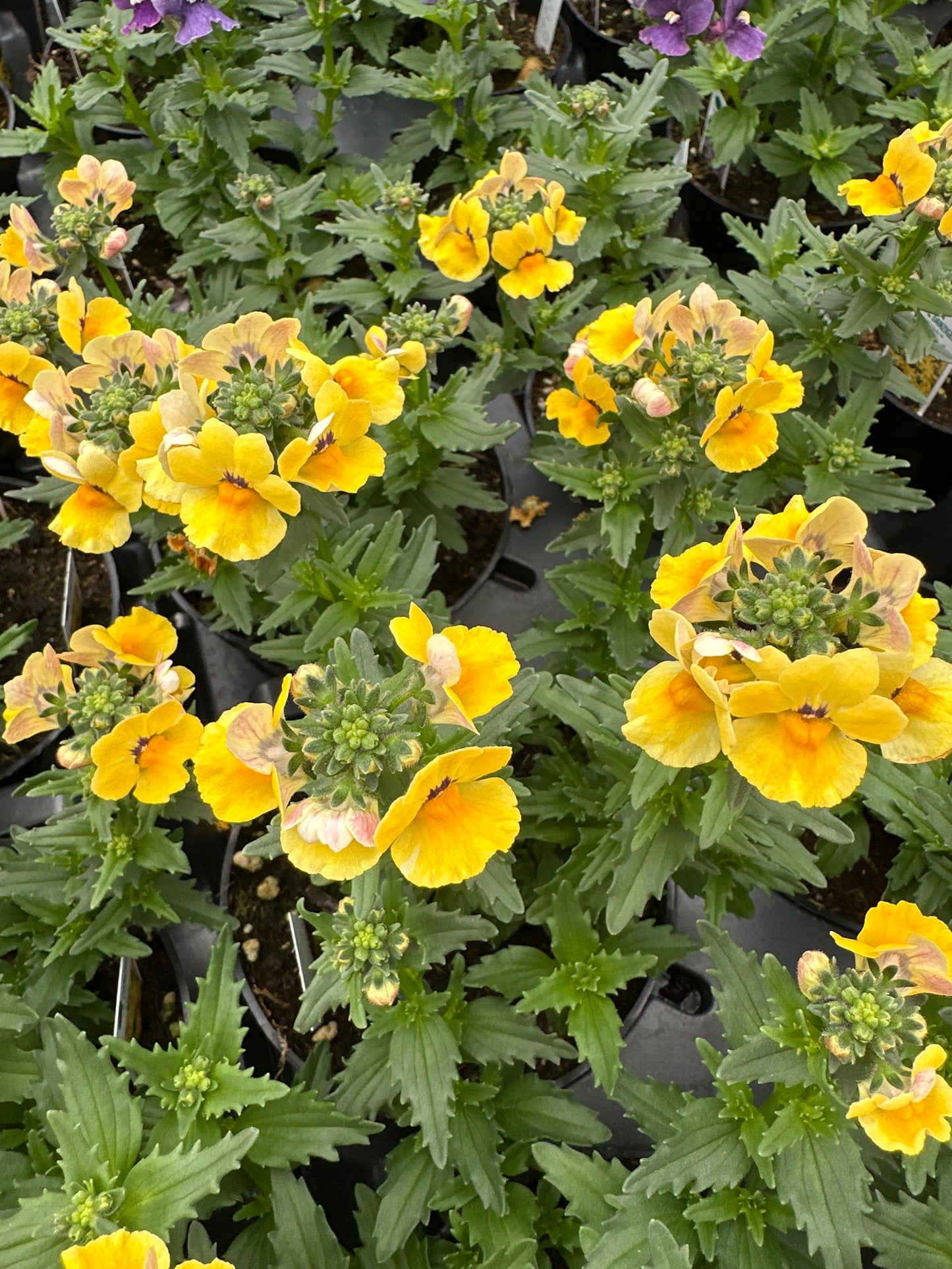 NEMESIA NESIA INCA - 4" POT