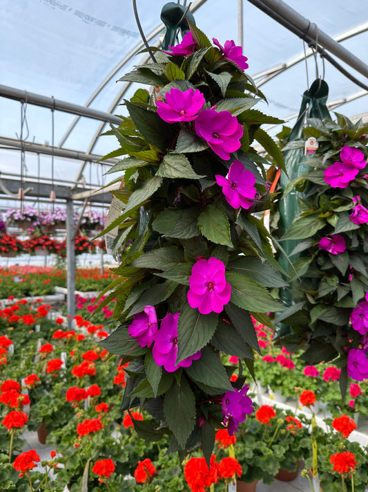SUNPATIENS COMPACT PURPLE - FLOWER BAG