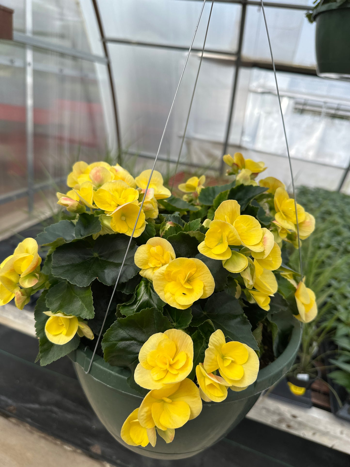 BEGONIA REIGER BLITZ - 10'' HANGING BASKET