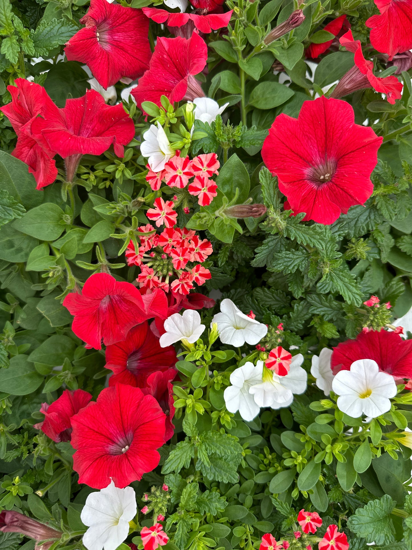 COMBO WALK OF STARS - 6'' POT