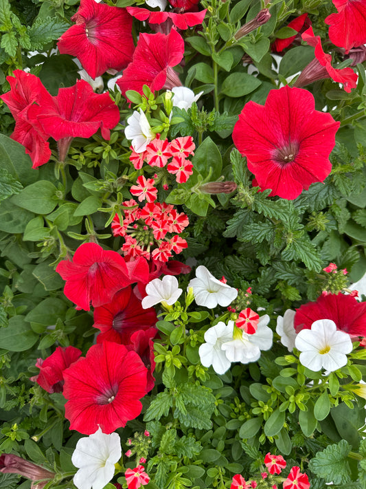 COMBO WALK OF STARS - 6" POT