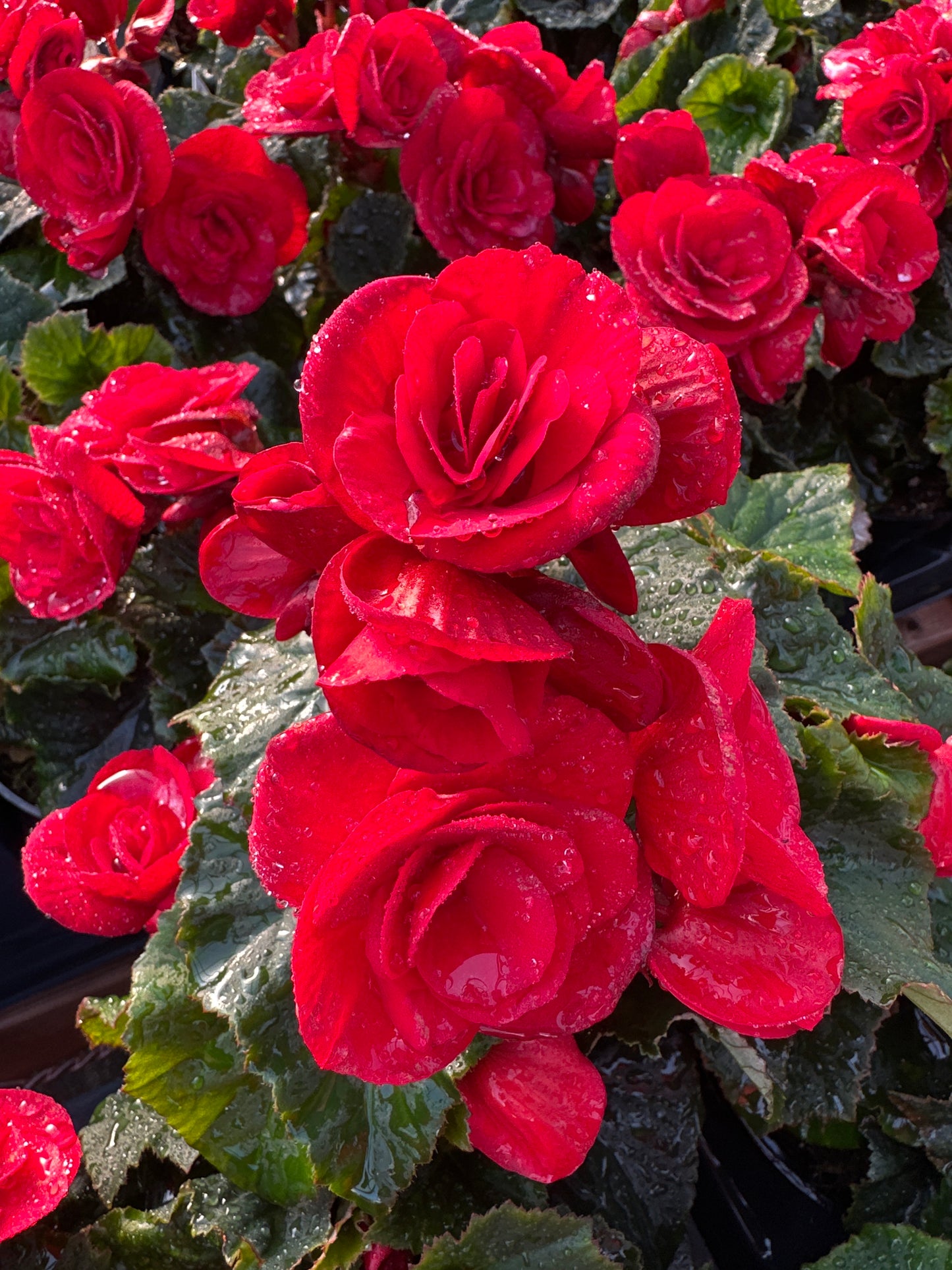 BEGONIA REIGER BALADIN - 4'' POT