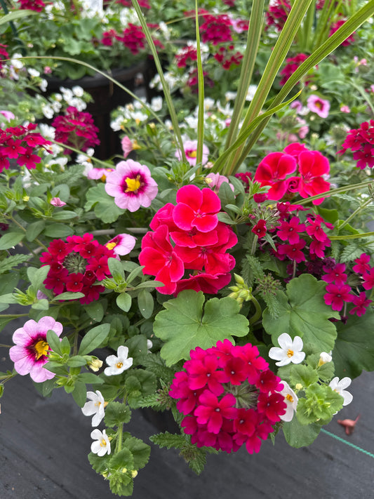 COMBO #82 - 12'' POT