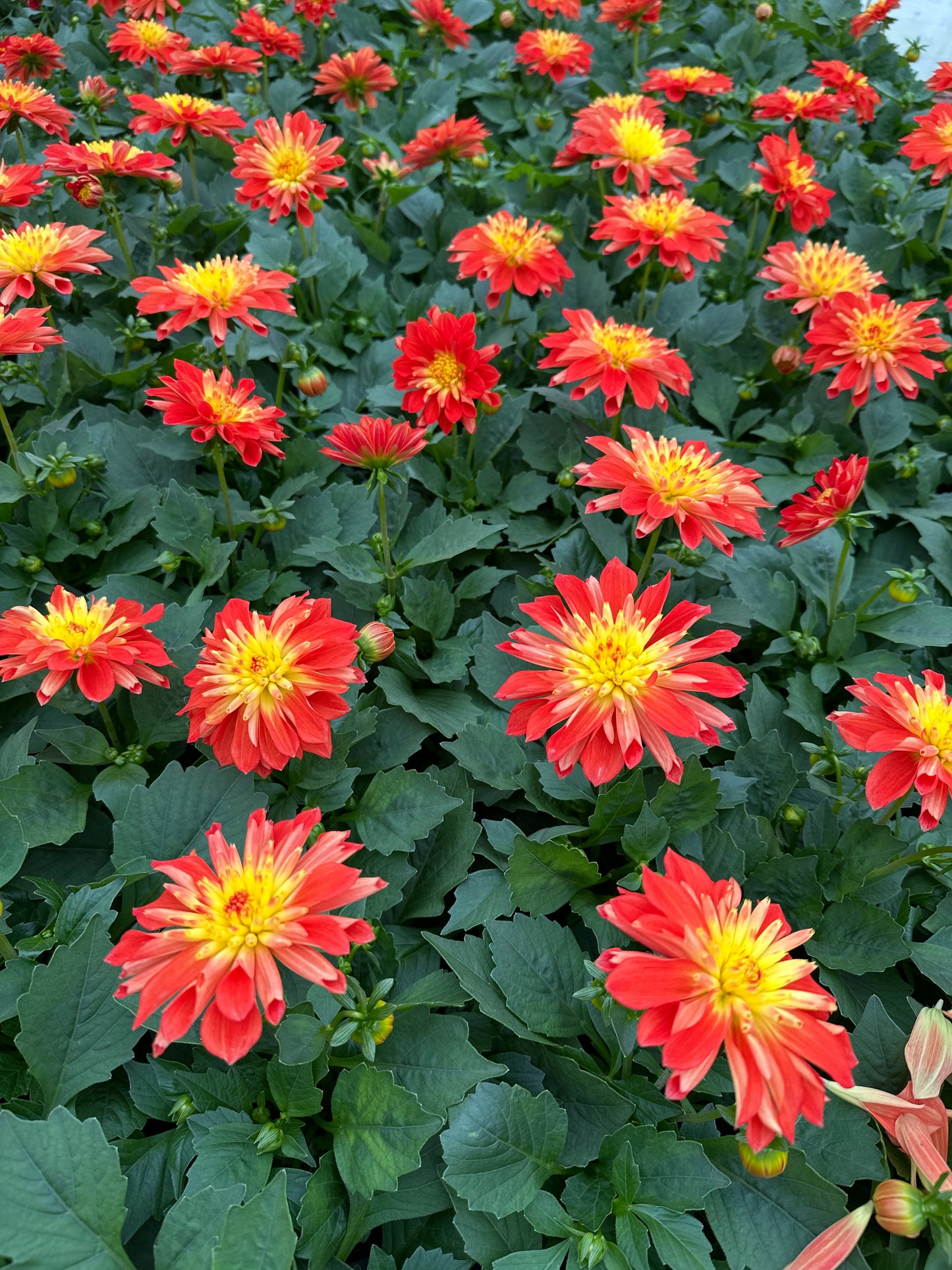 DAHLIA DALAYA FIREBALL - QUART POT