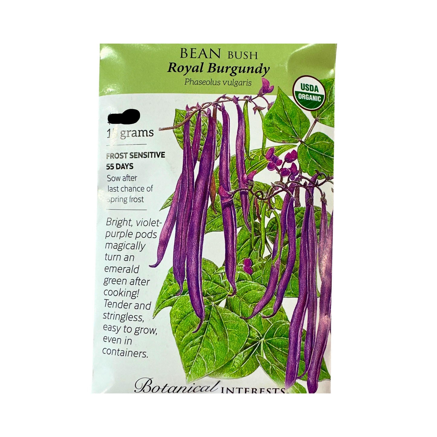 Bean Bush Royal Burgundy Org