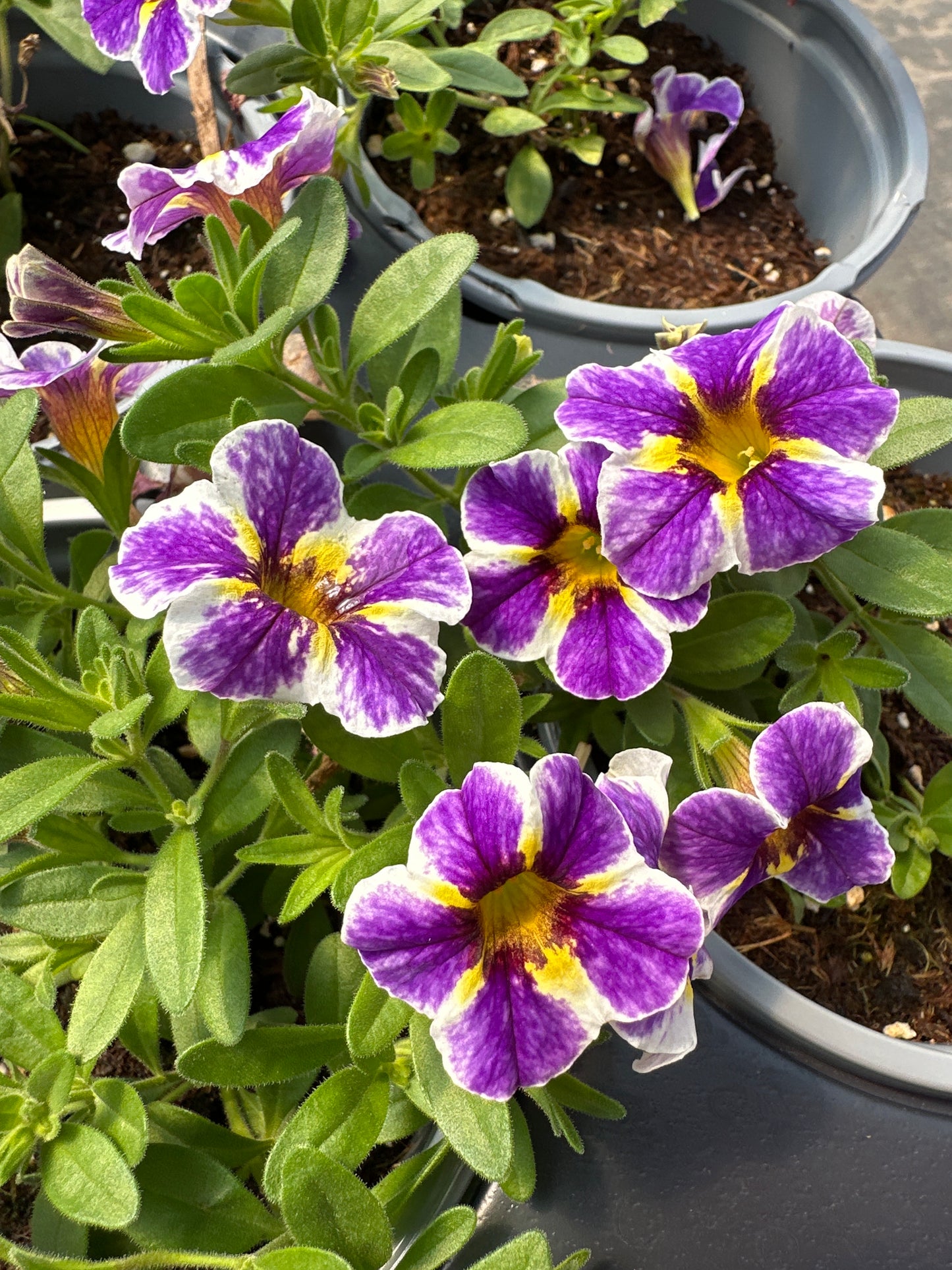 CALIBRACHOA SUPERBELLS HOLY SMOKES - QUART POT