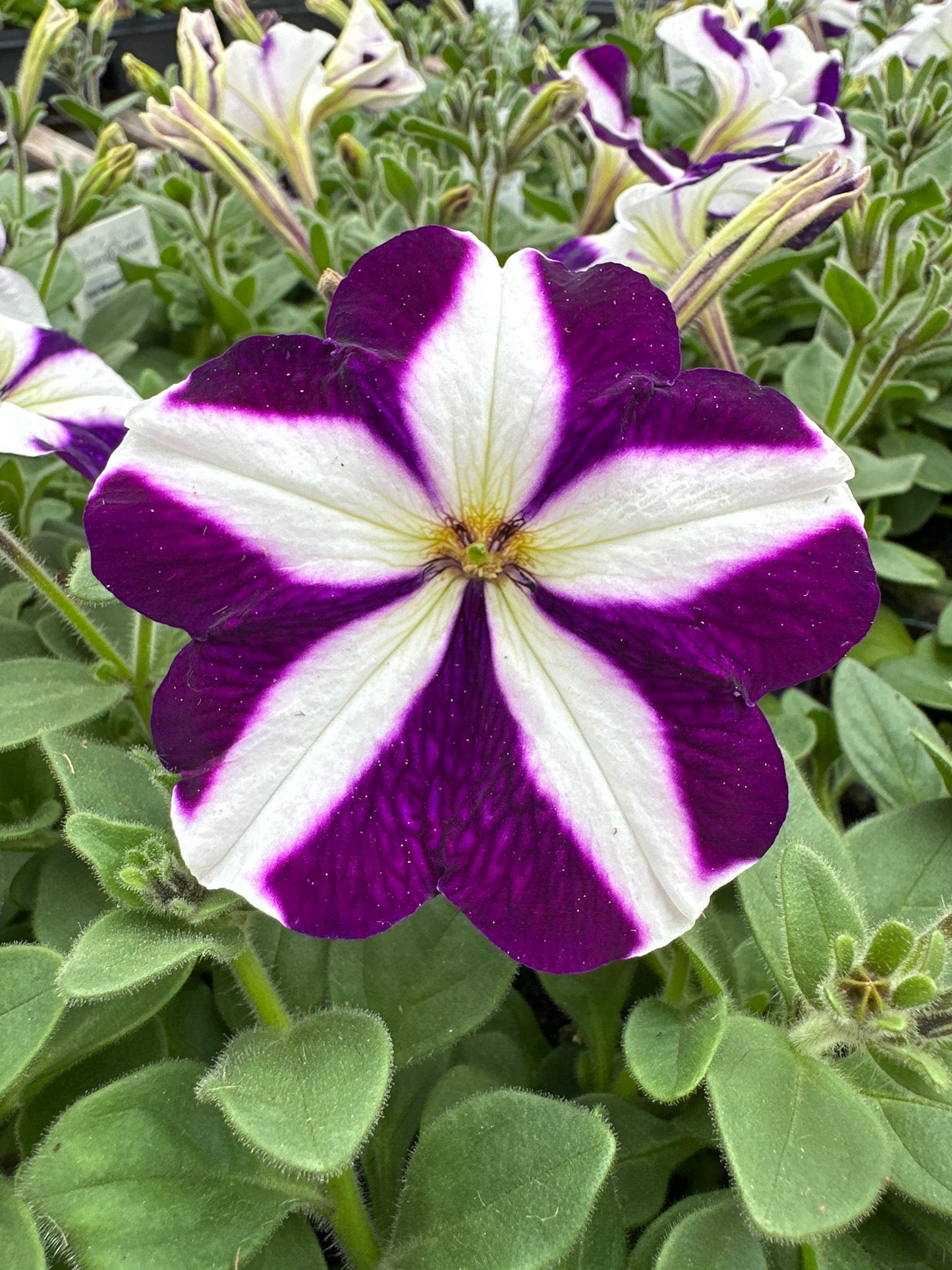 PETUNIA MADNESS BLUE STAR - FLAT OF 48 PLANTS