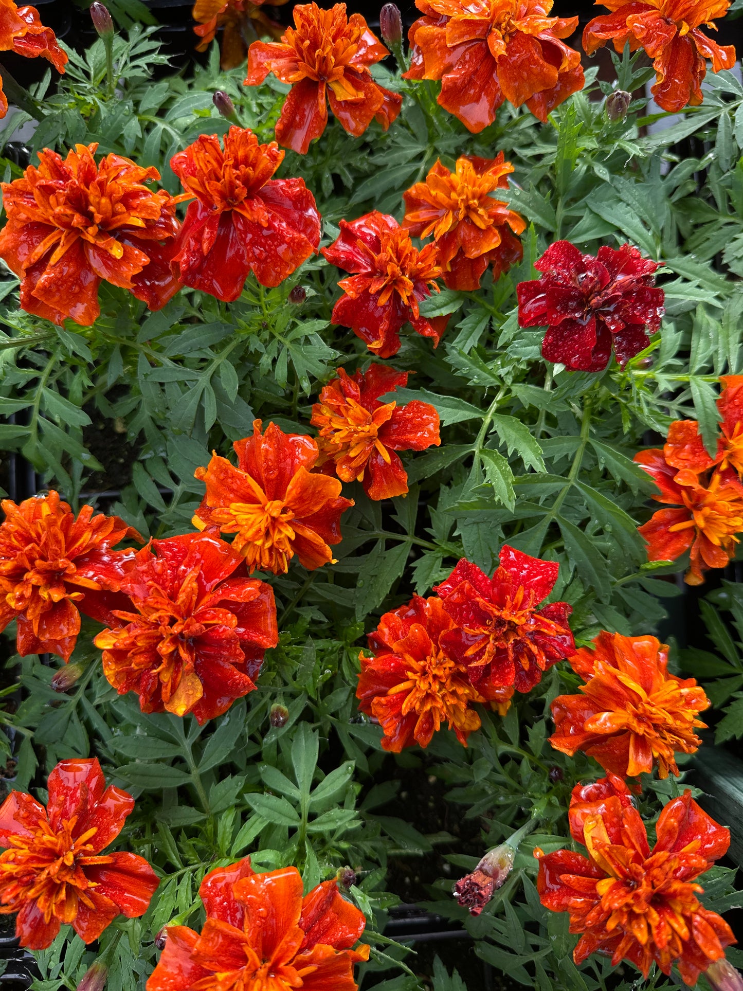 MARIGOLD FIREBALL - JUMBO 6 PACK