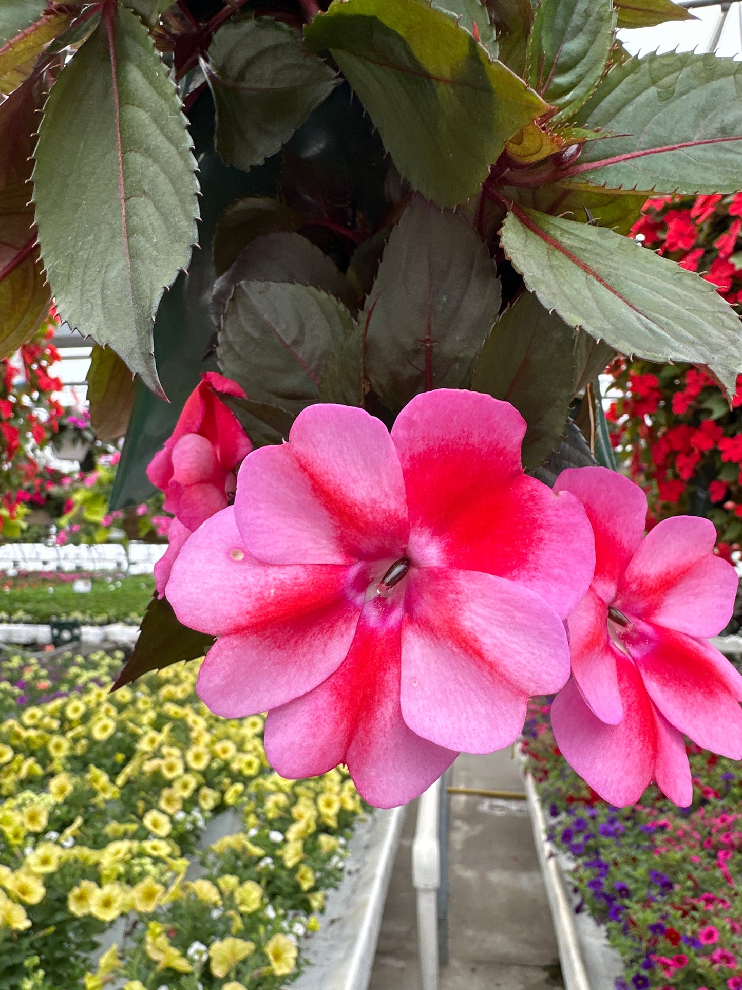 SUNPATIENS COMPACT RED CANDY - FLOWER BAG