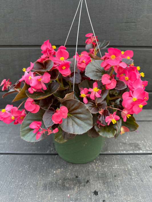BEGONIA BADA BOOM ROSE - 8'' HANGING BASKET