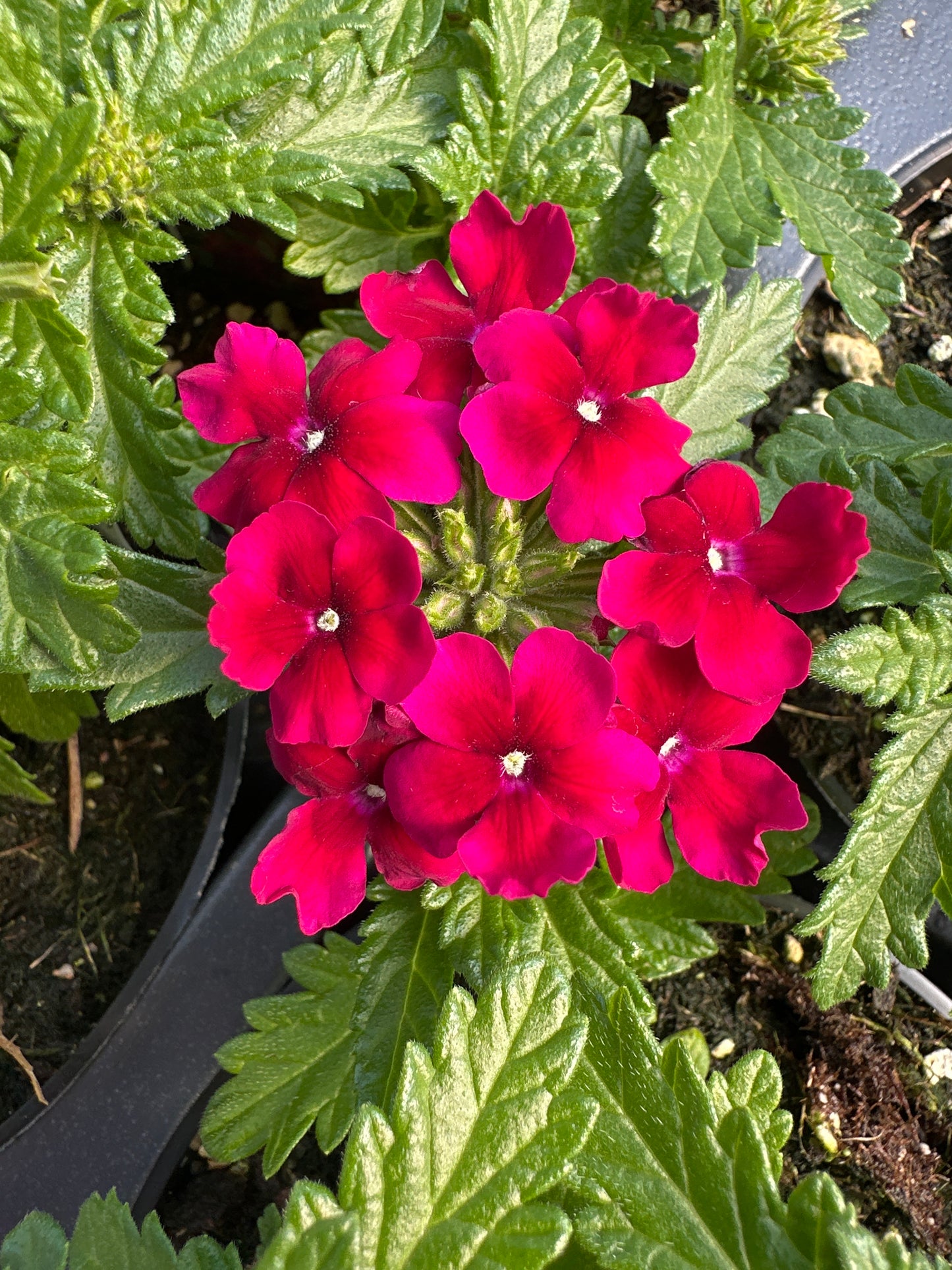 VERBENA EMPRESS FLAIR BURGUNDY - 4'' POT