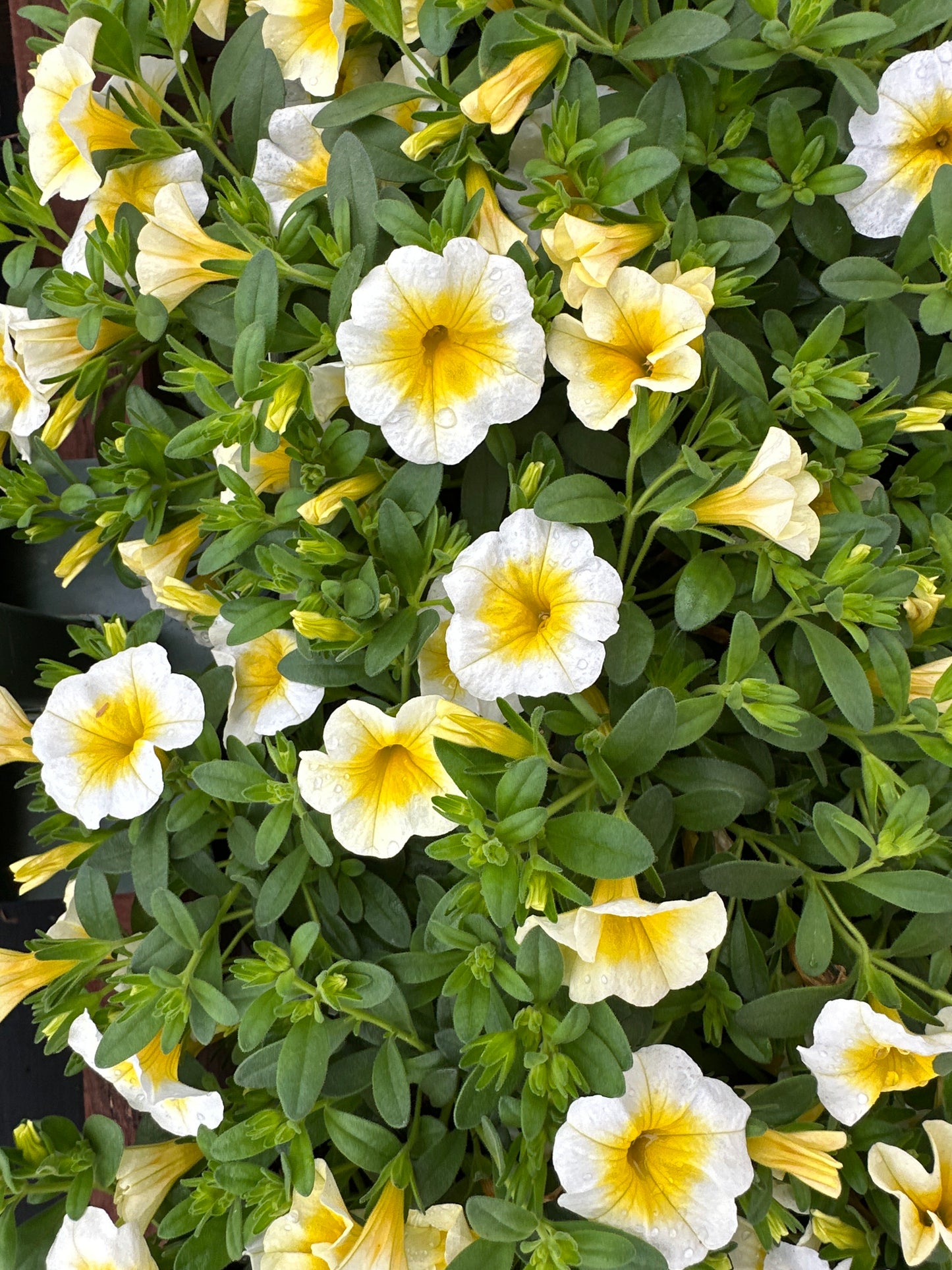 CALIBRACHOA MINIFAMOUS UNO WHITE GOLD - 4" POT