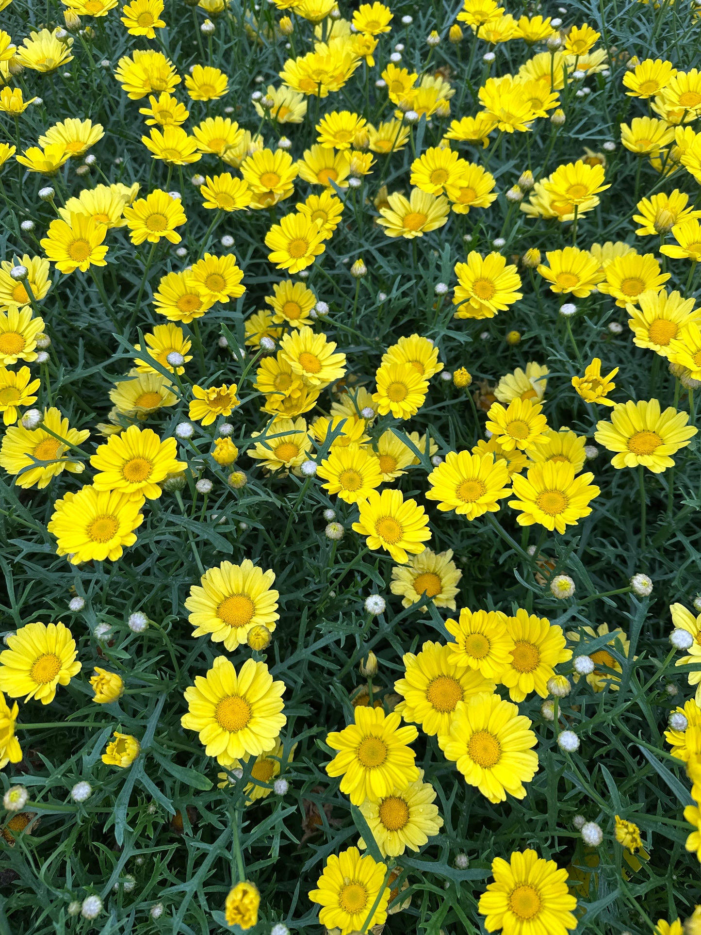 DAISY SUNNY SPRING - 4" POT