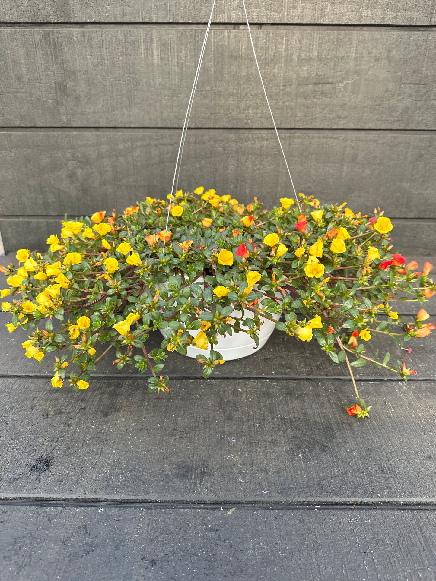 COMBO CUPCAKE PARTY - 10'' HANGING BASKET