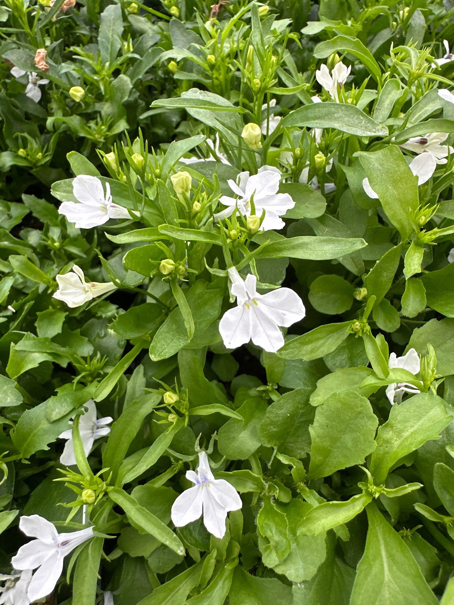 LOBELIA REGATTA WHITE - FLAT OF 48 PLANTS