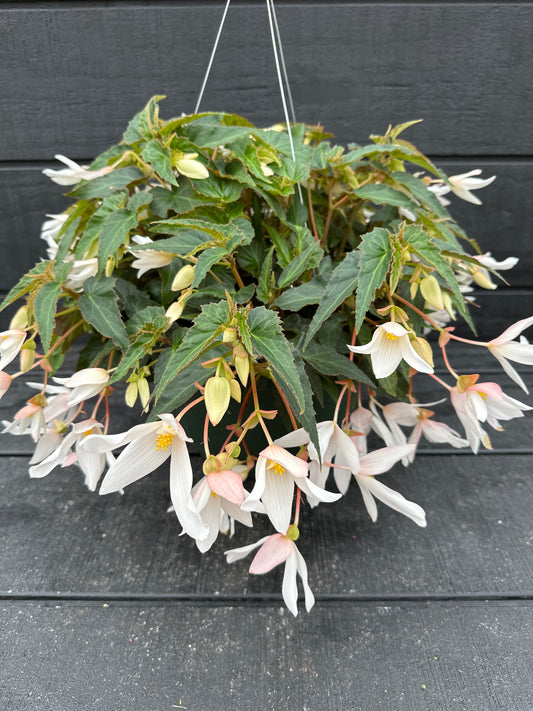 BEGONIA ENCANTO WHITE - 10" HANGING BASKET