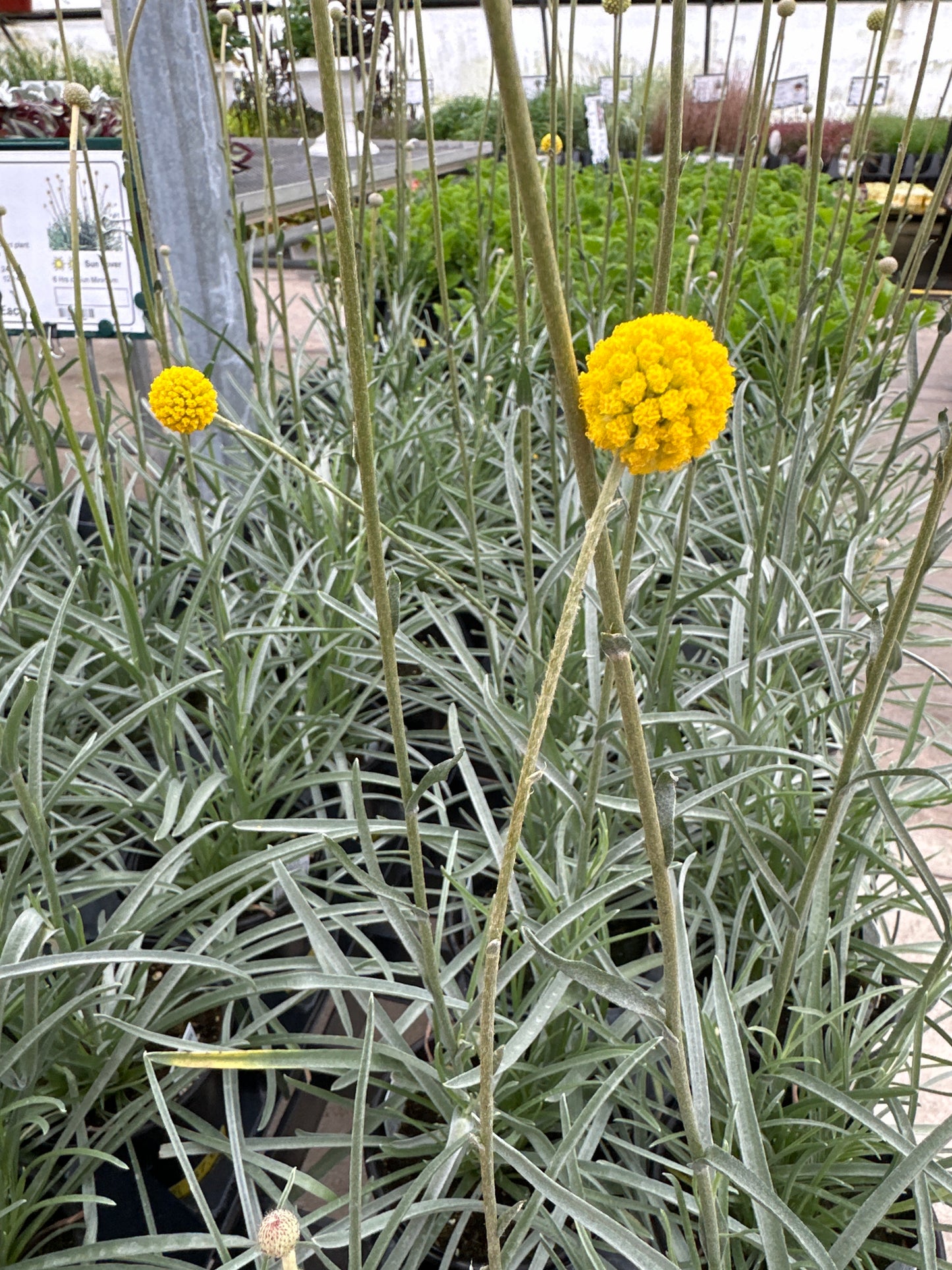 CRASPEDIA GOLF BEAUTY - QUART POT