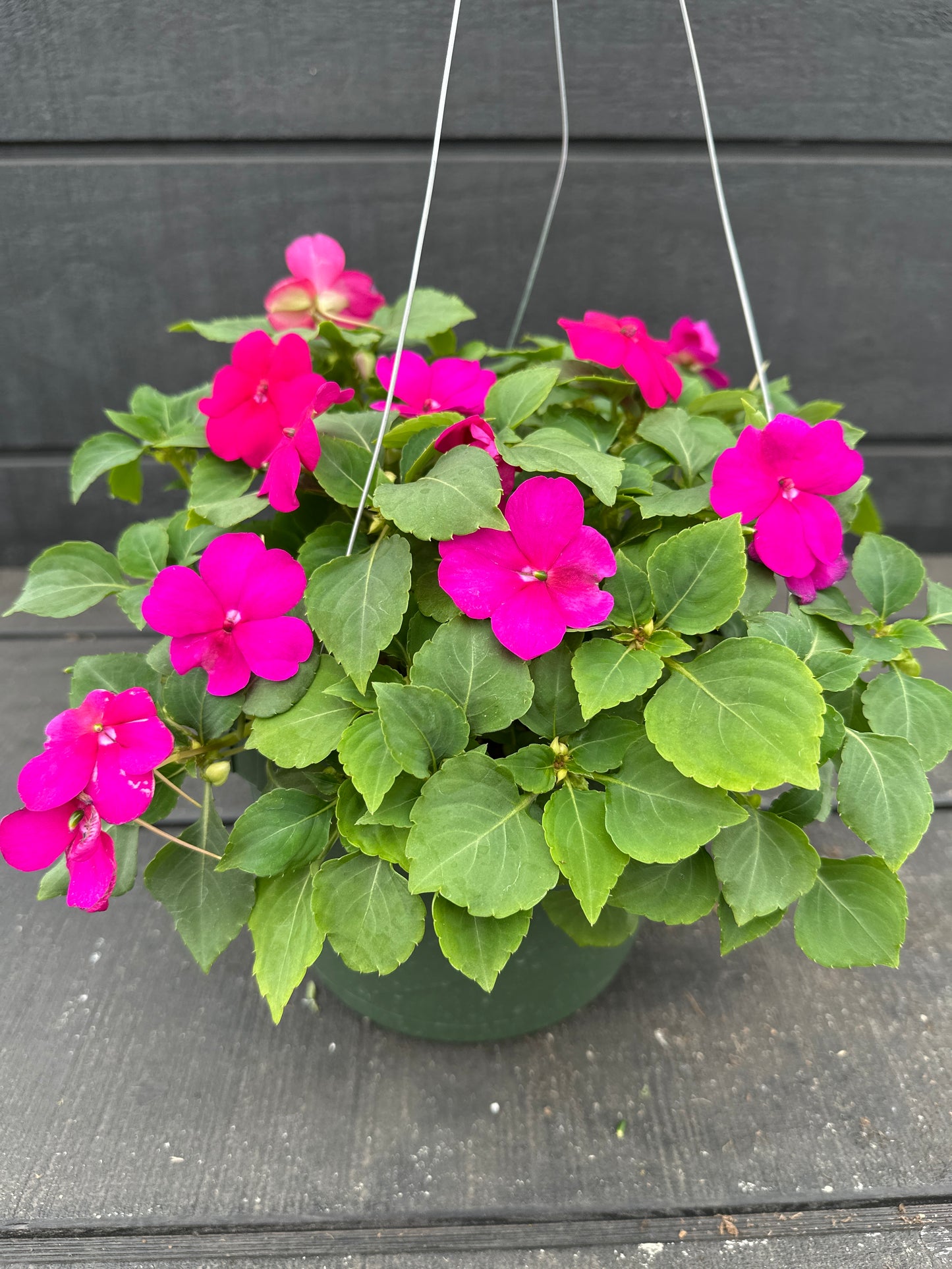 IMPATIENS BEACON VIOLET - 8'' HANGING BASKET