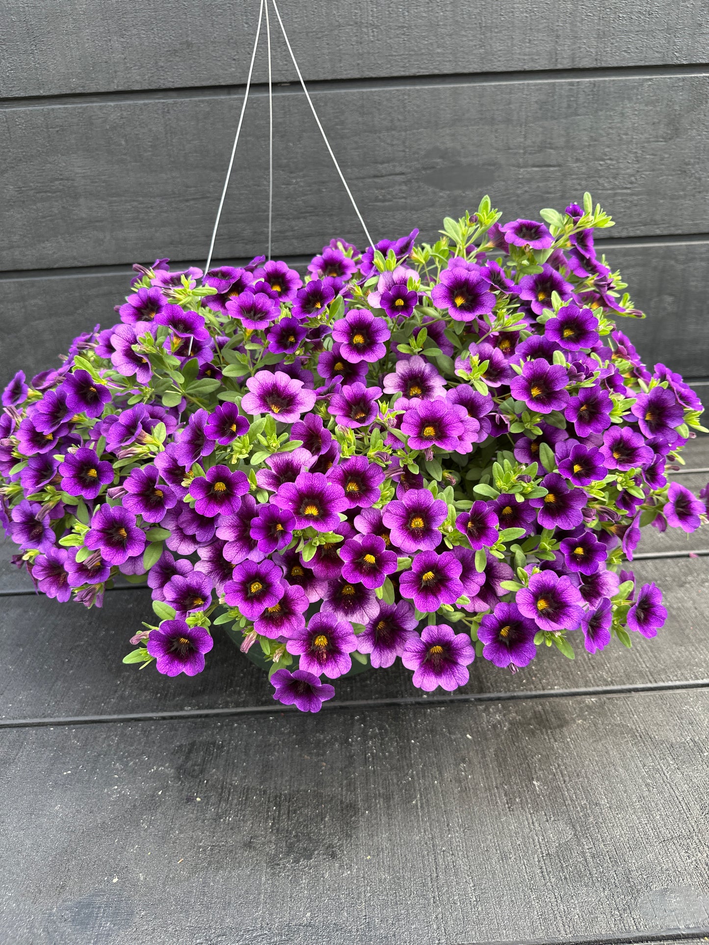 CALIBRACHOA SUPERBELLS GRAPE PUNCH - 10" HANGING BASKET