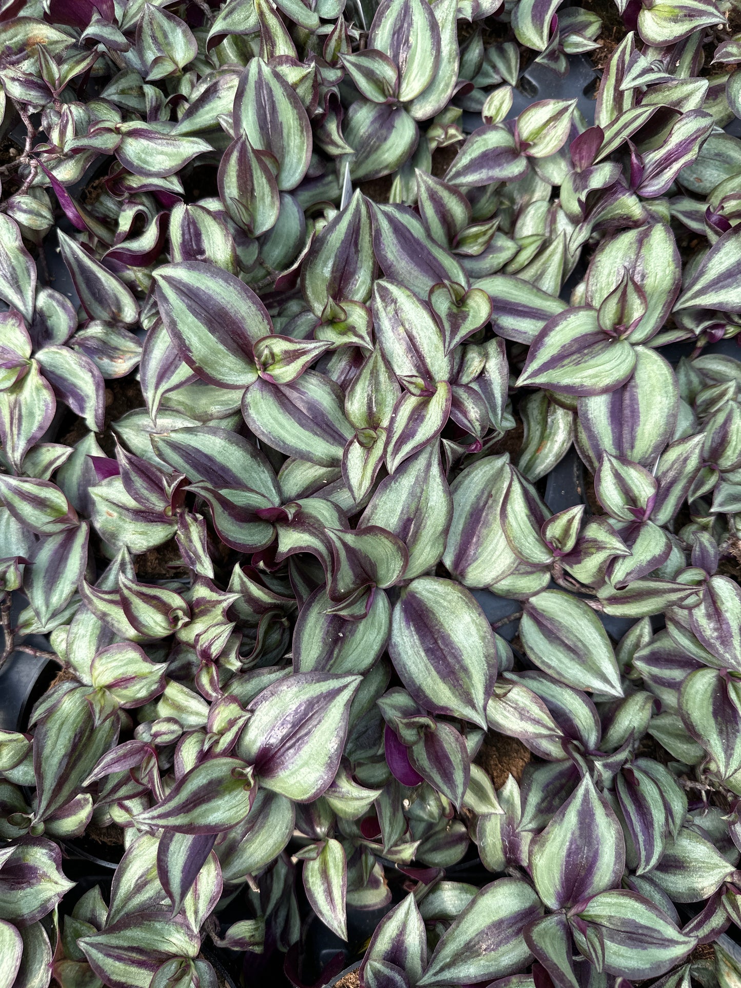 TRADESCANTIA ZEBRINA PURPLE VARIEGATED - 4" POT