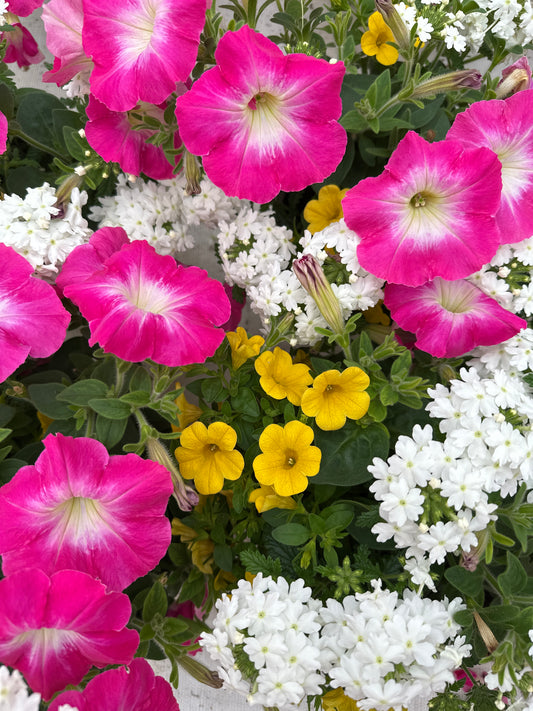 COMBO PARADISE SUNRISE - 6" POT