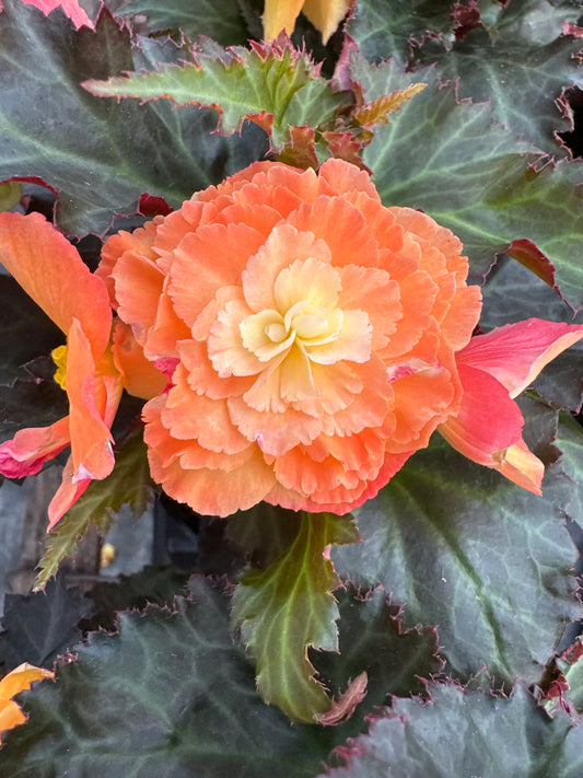 BEGONIA ICONIA PORTOFINO SUNRISE - 4'' POT