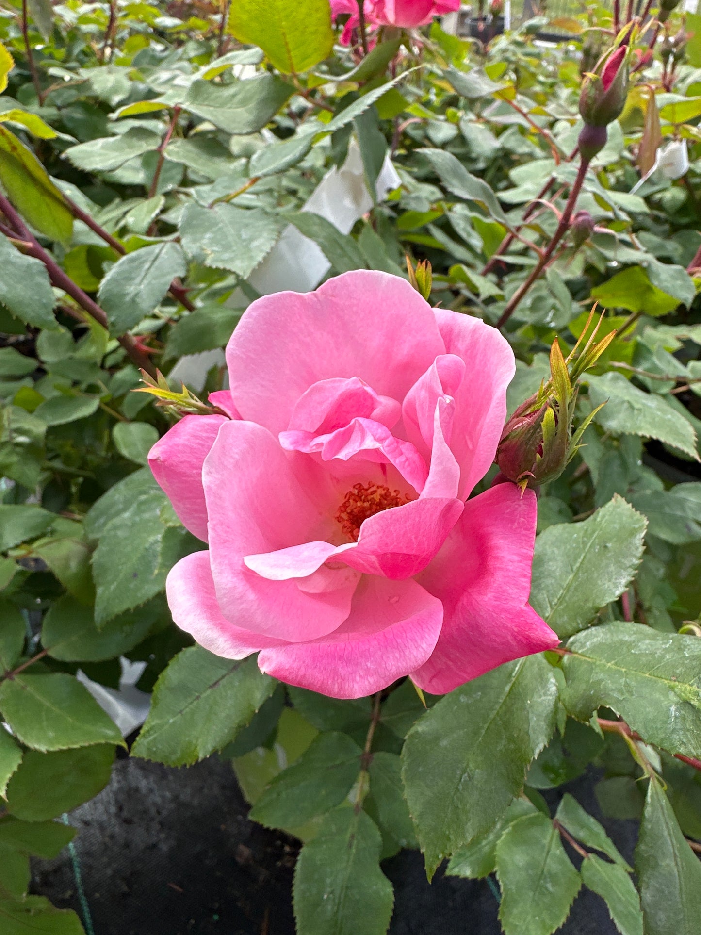 ROSE KO Pink Knock Out
