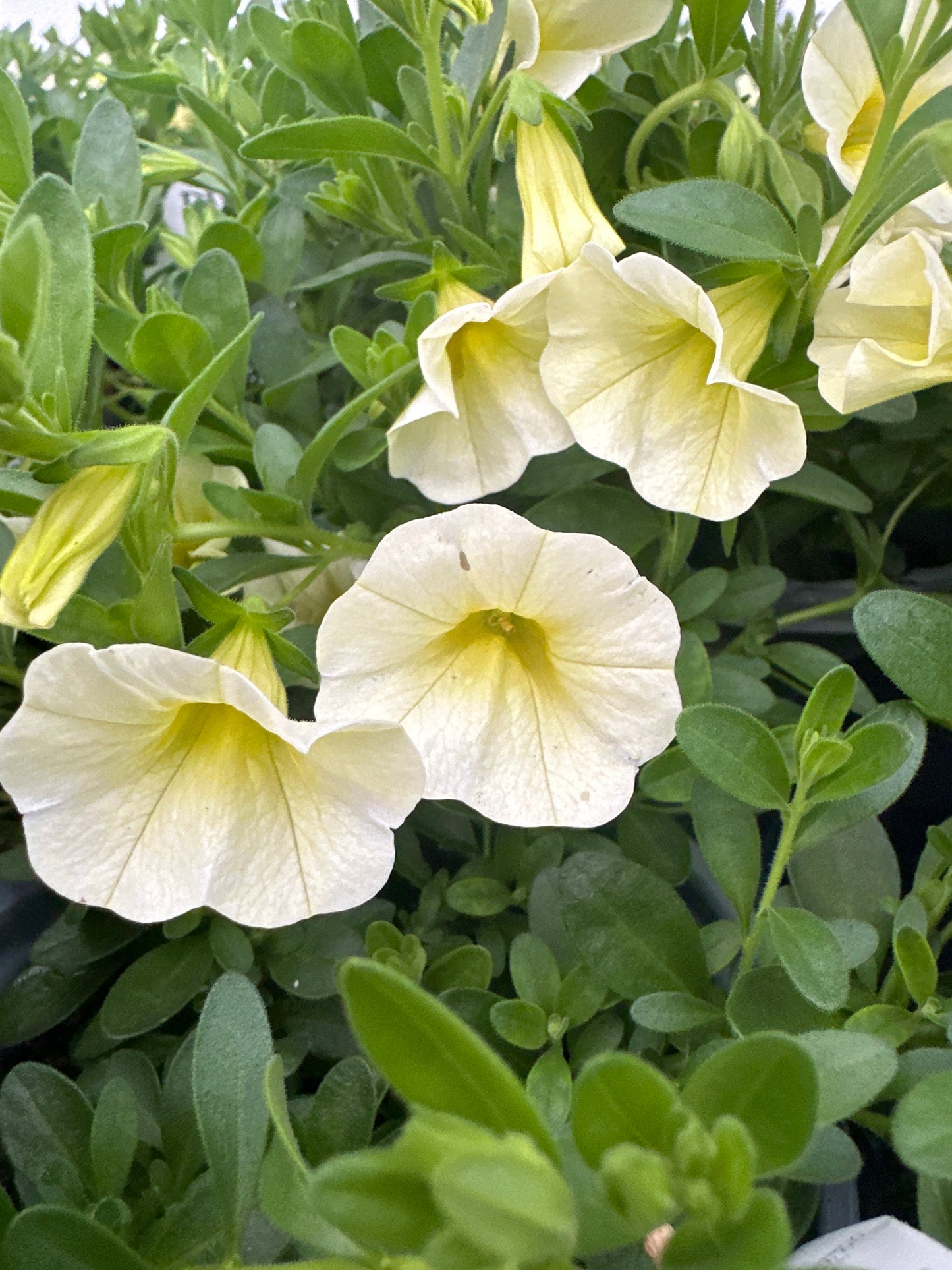 CALIBRACHOA SUPERBELLS YELLOW CHIFFON - QUART POT