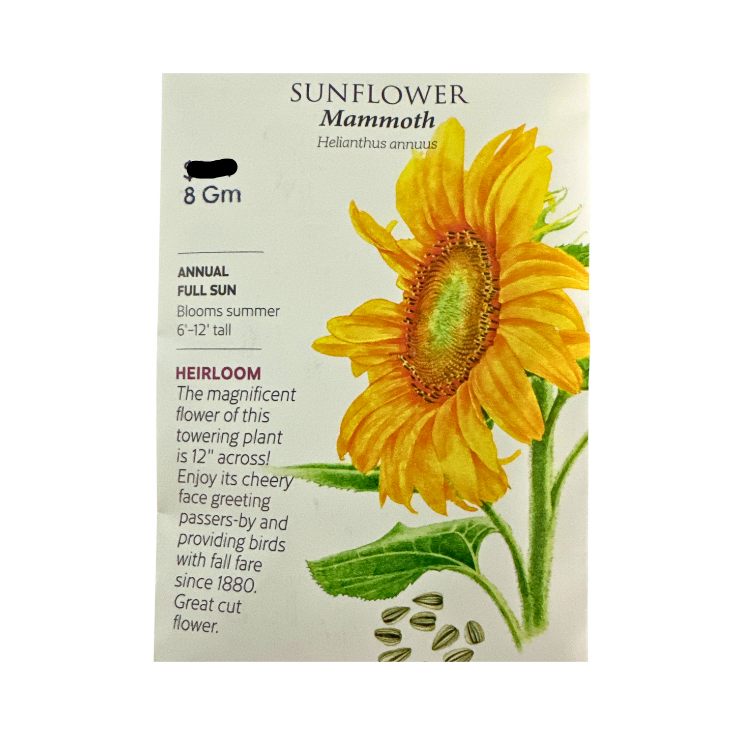 Sunflower Mammoth