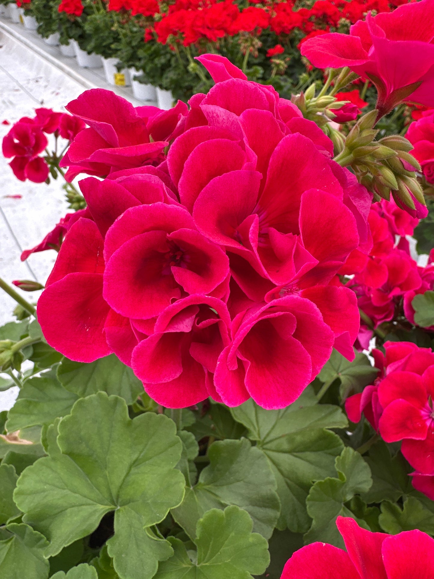 GERANIUM CALLIOPE CRIMSON FLAME - 8" POT