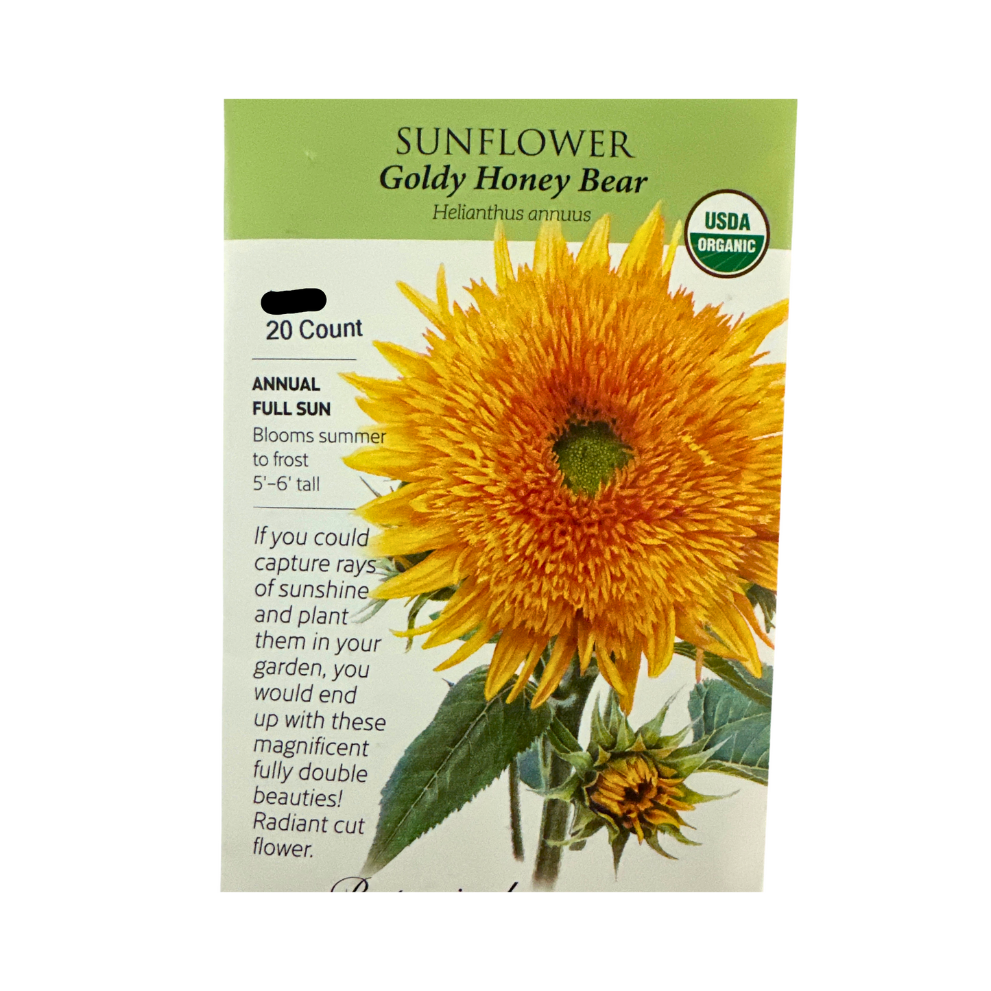 Sunflower Goldy Honey Bear Org
