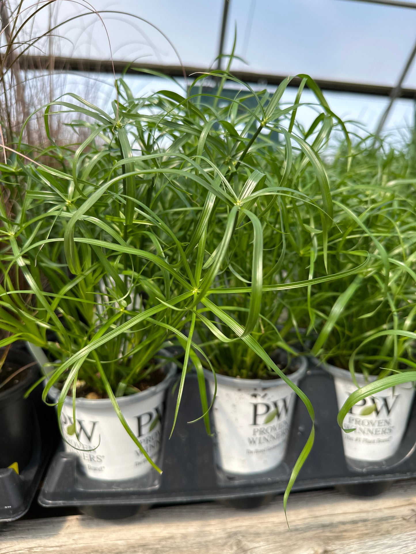 CYPERUS BABY TUT - QUART POT