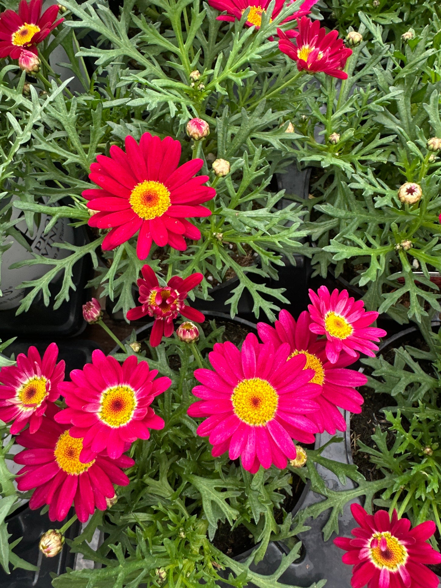 DAISY LOLLIES BERRY GUMMY - 4" POT