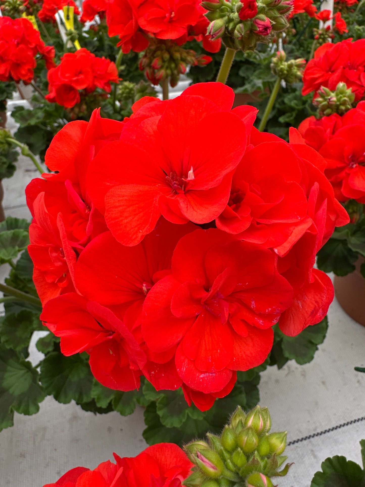 GERANIUM DYNAMO ORANGE - 8" POT