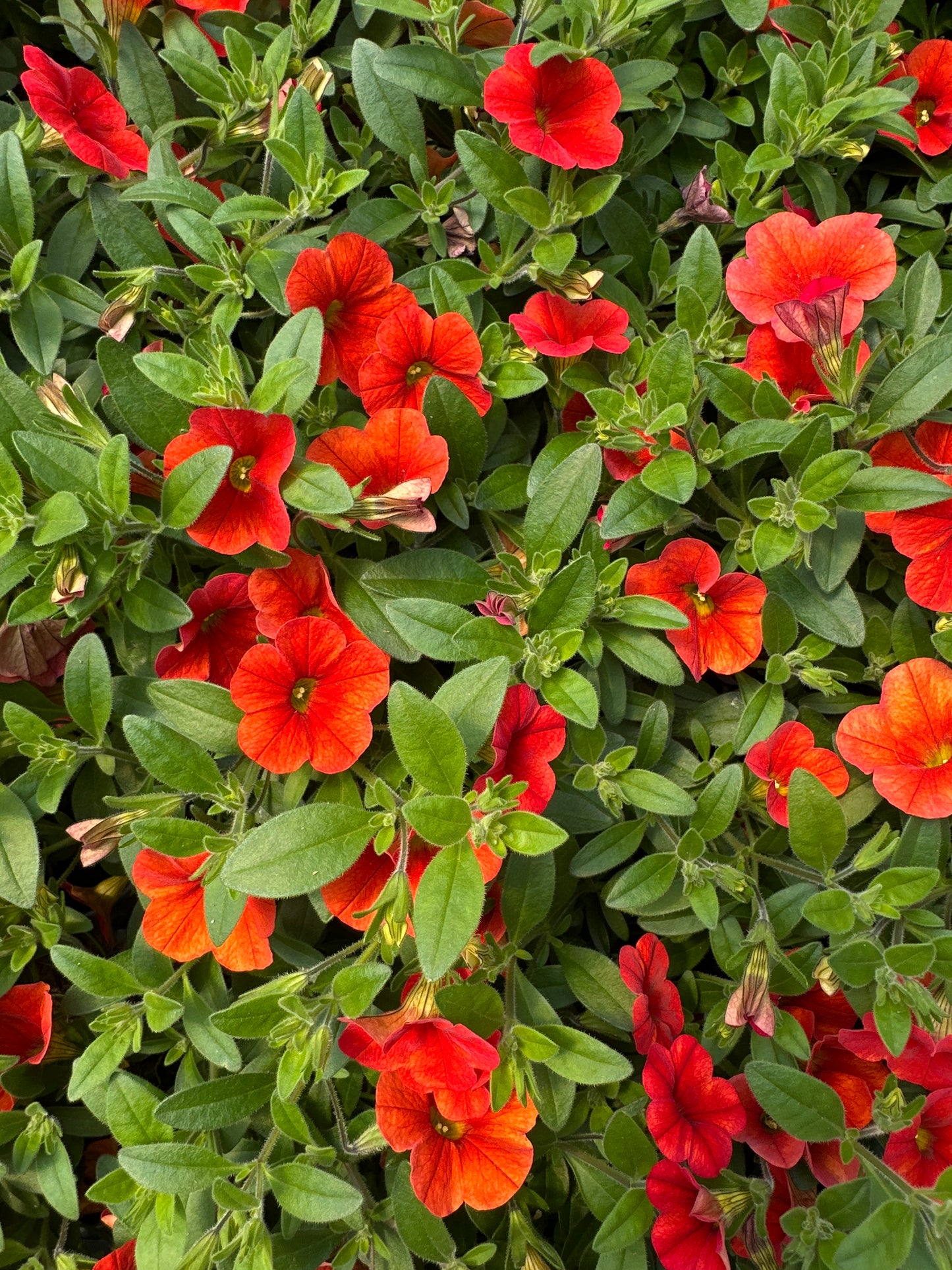 CALIBRACHOA MINIFAMOUS NEO DEEP ORANGE - JUMBO 6 PACK