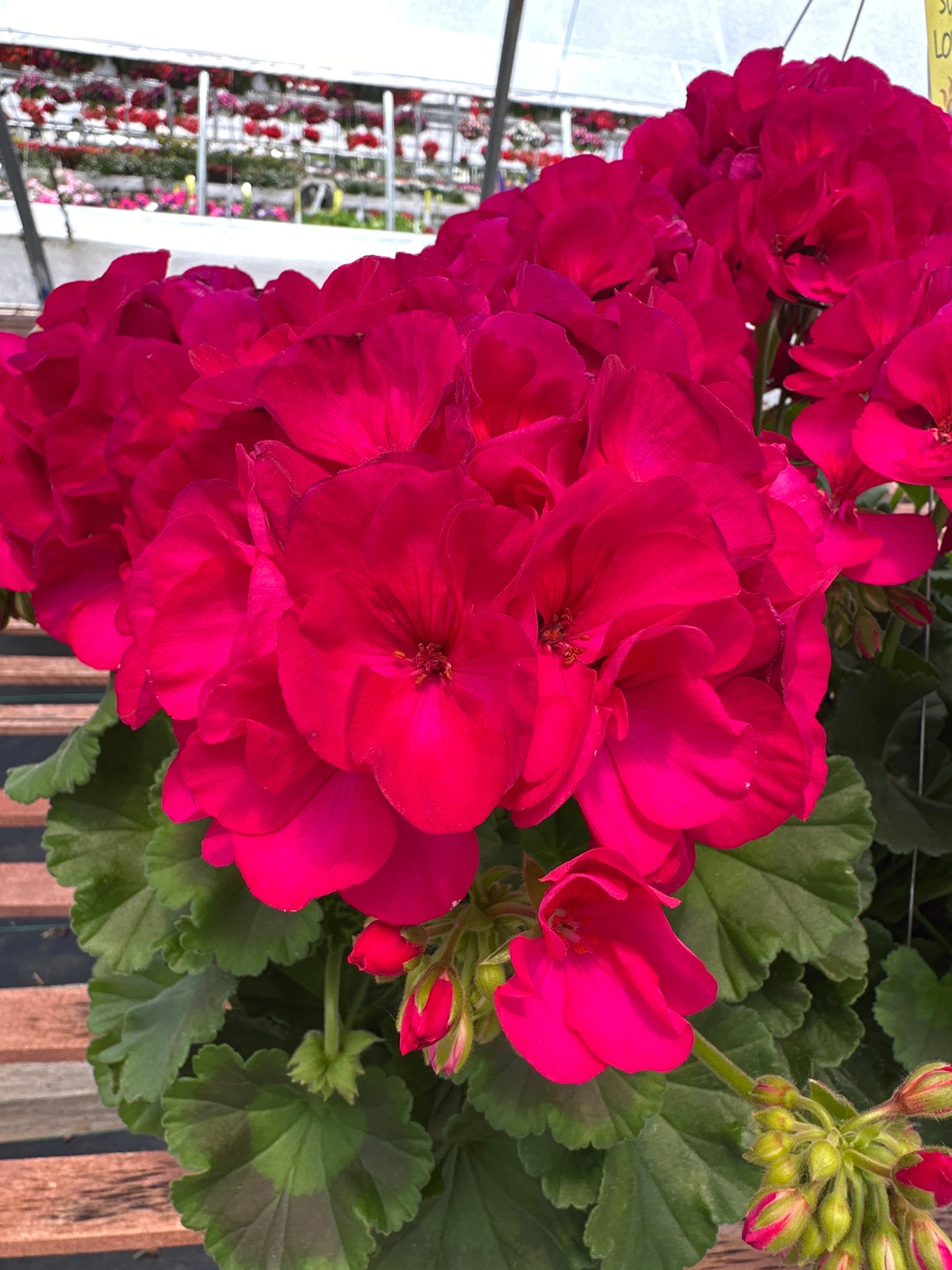 GERANIUM DYNAMO VIOLET - 10'' HANGING BASKET