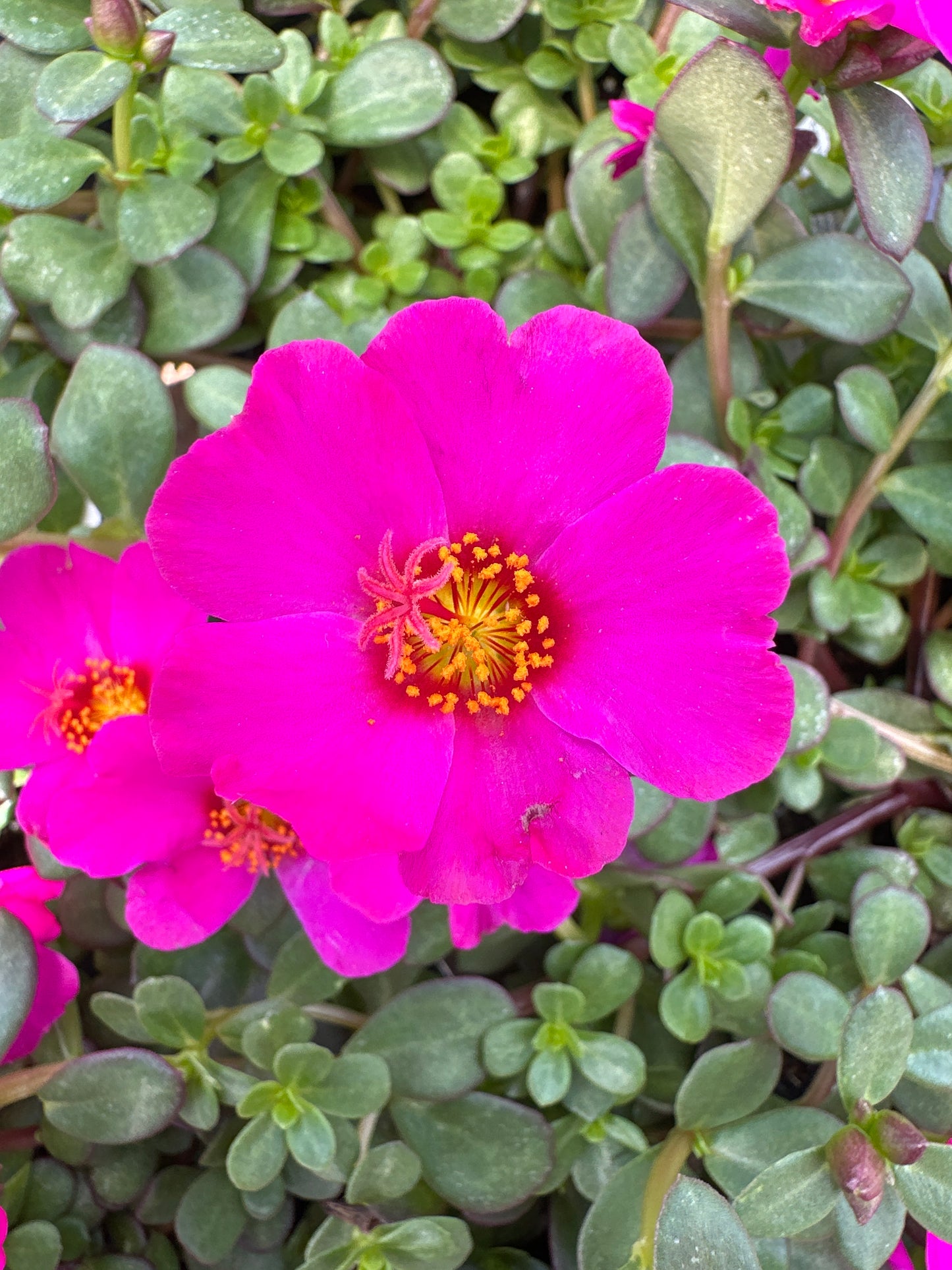 PORTULACA MEGA PAZZAZ PURPLE - 4" POT