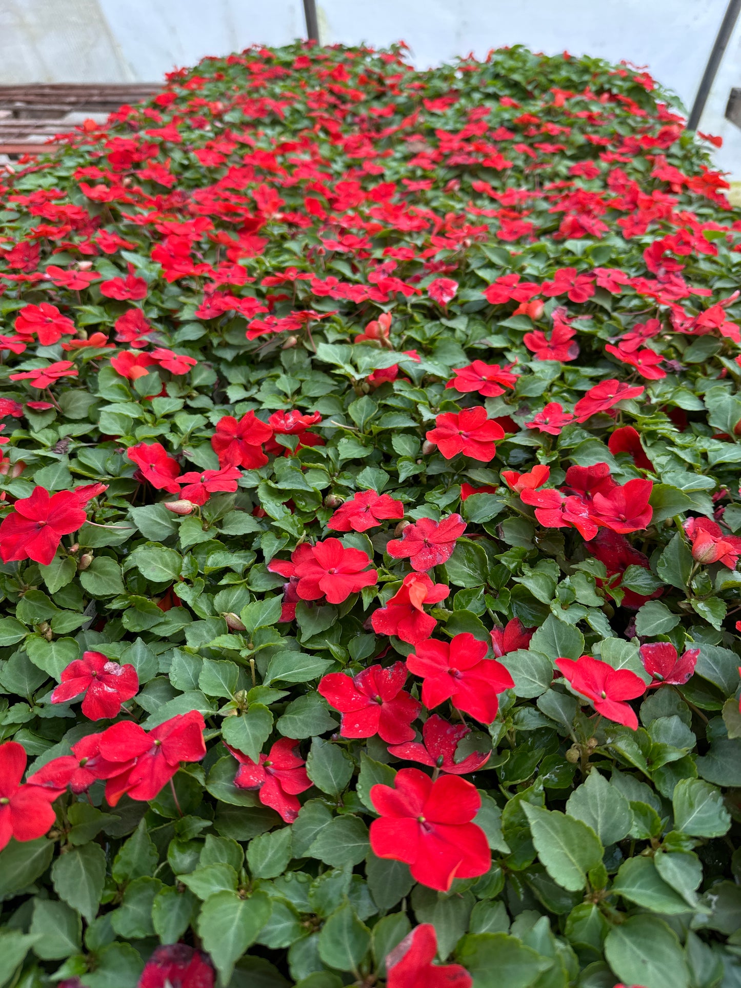 IMPATIENS BEACON BRIGHT RED - FLAT OF 32 PLANTS