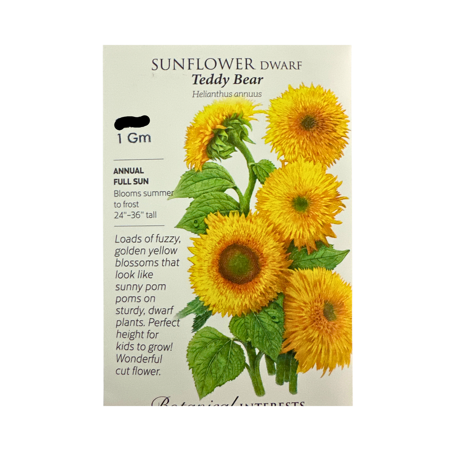 Sunflower Dwf Teddy Bear