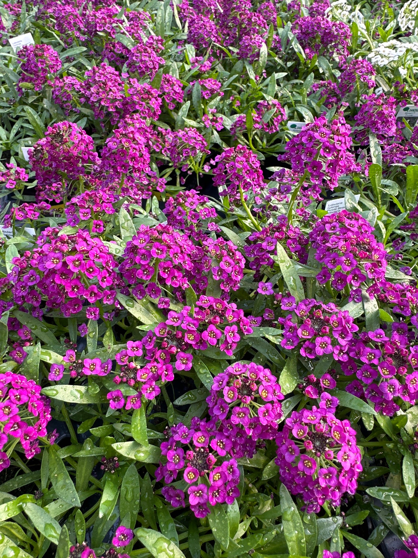LOBULARIA STREAM PURPLE - 4'' POT