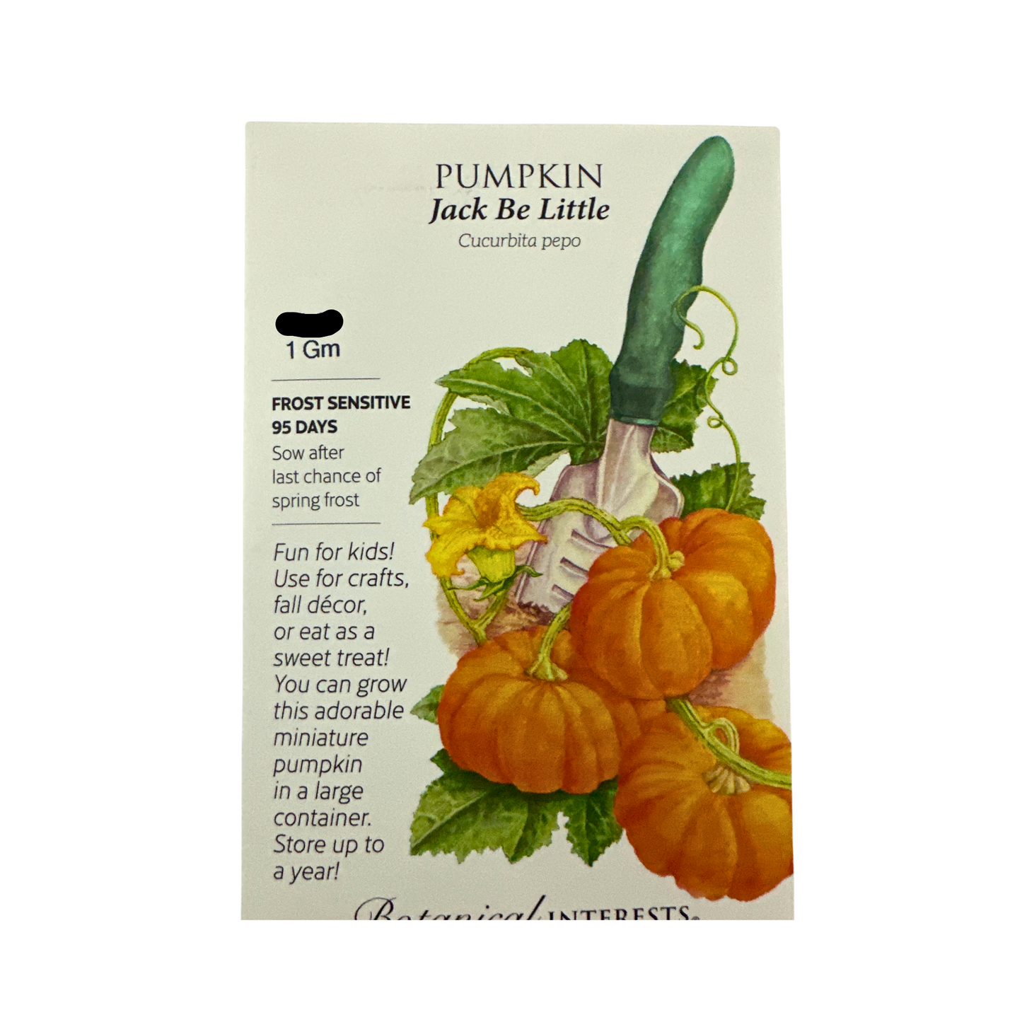 Pumpkin Jack Be Little