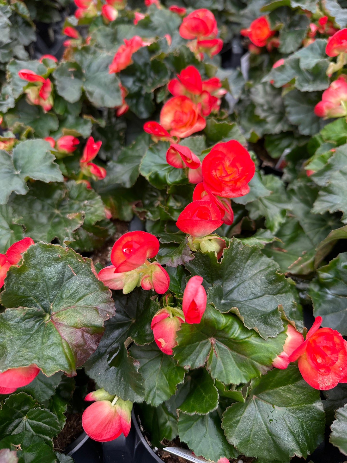 BEGONIA REIGER CARNEVAL - 4'' POT