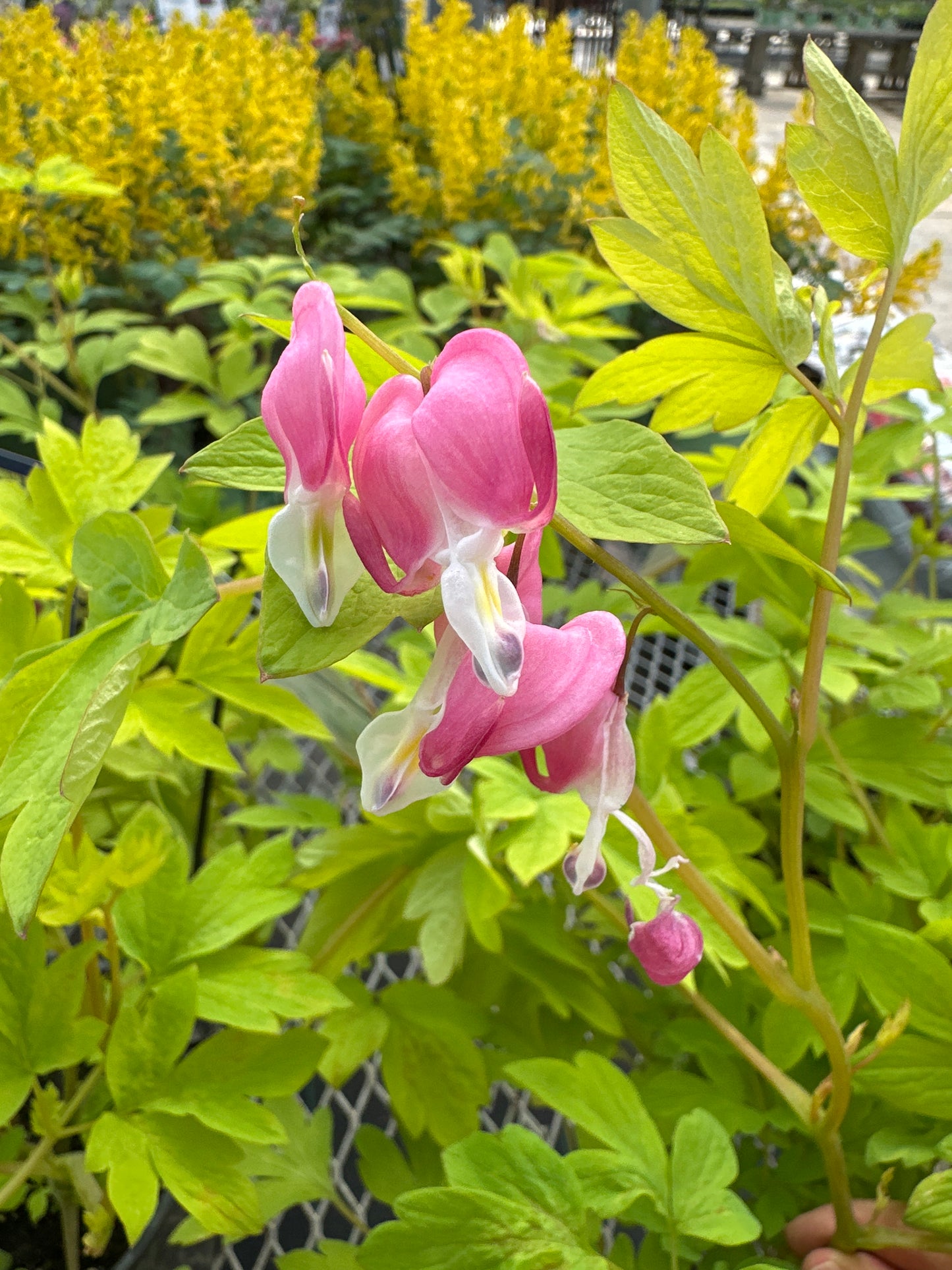 Dicentra spectabilis 'Gold Heart'