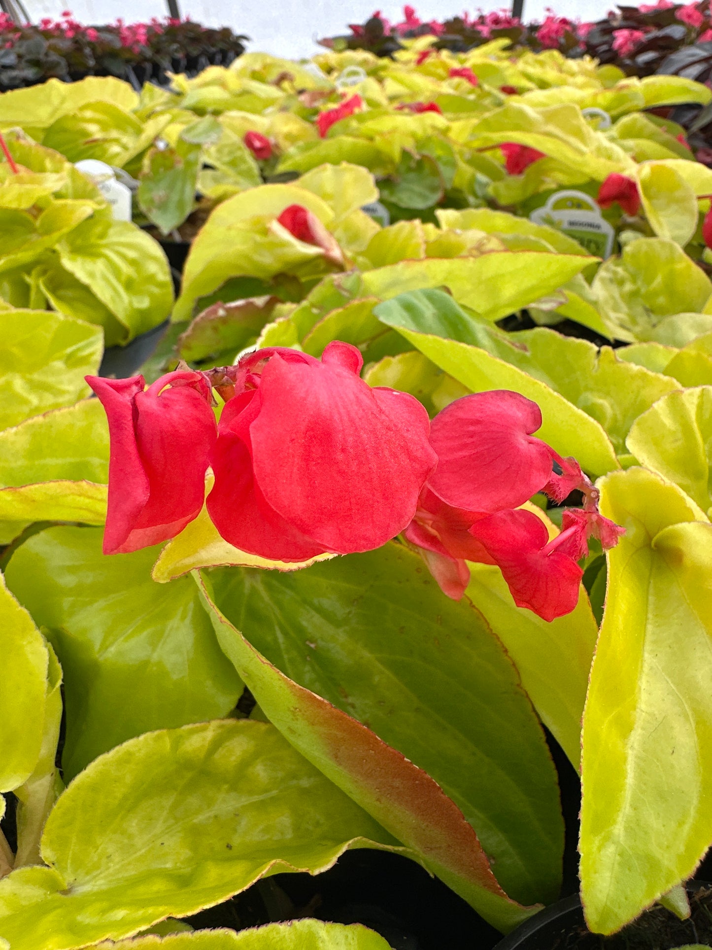 BEGONIA CANARY WINGS - 4" POT