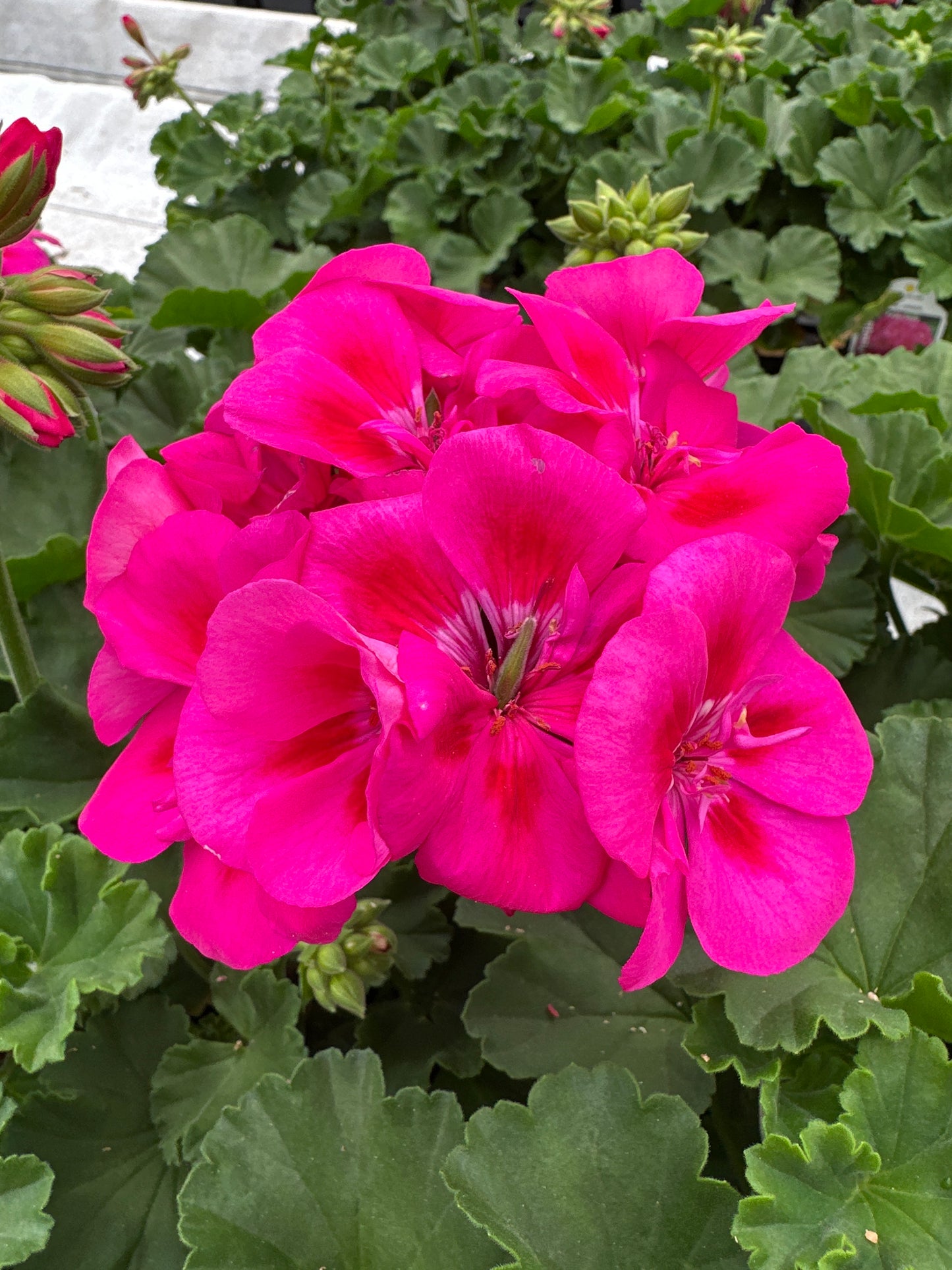 GERANIUM FANTASIA PURPLE SIZZLE - 4" POT