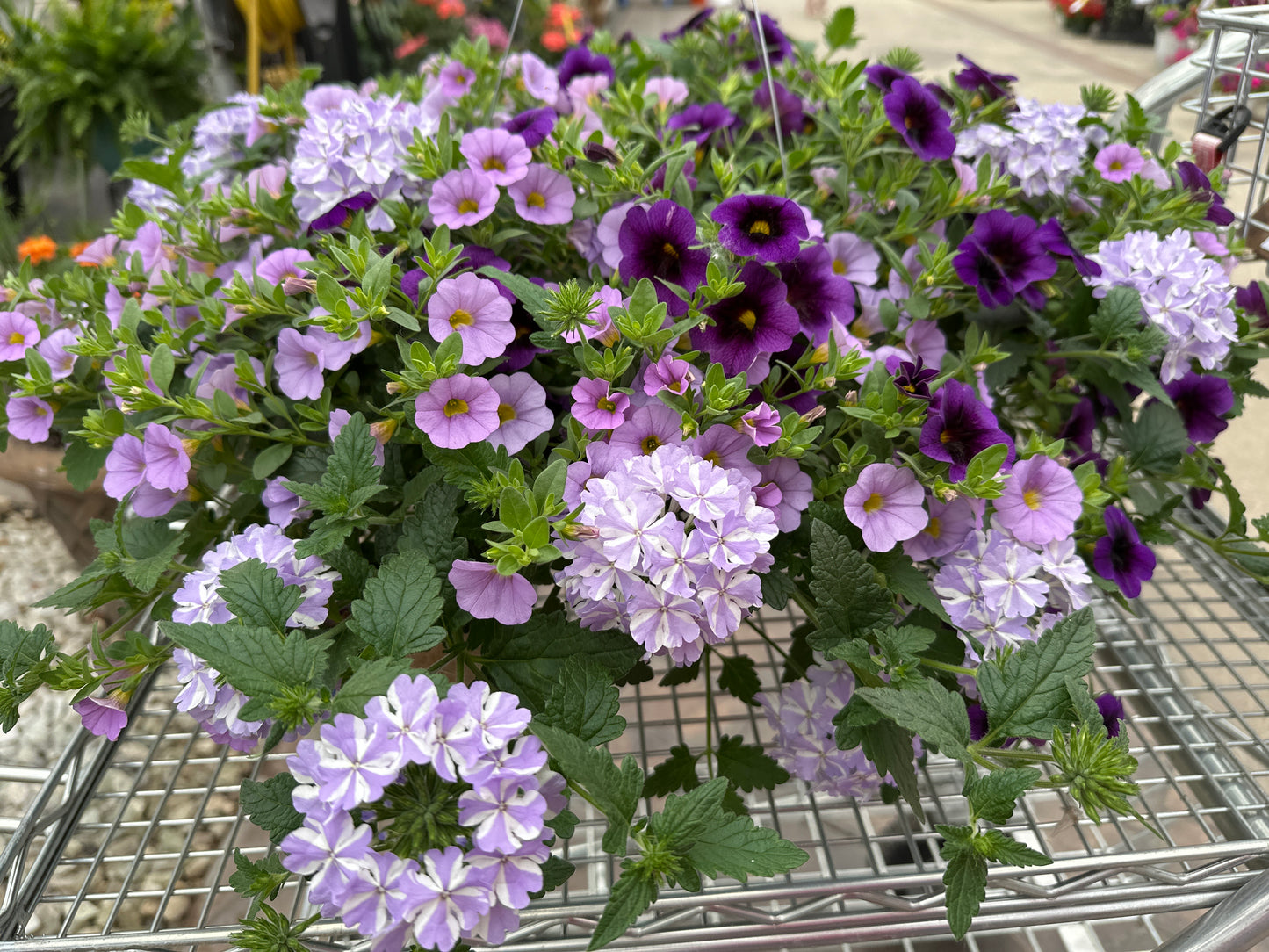 BASKET #23 - 10" HANGING BASKET