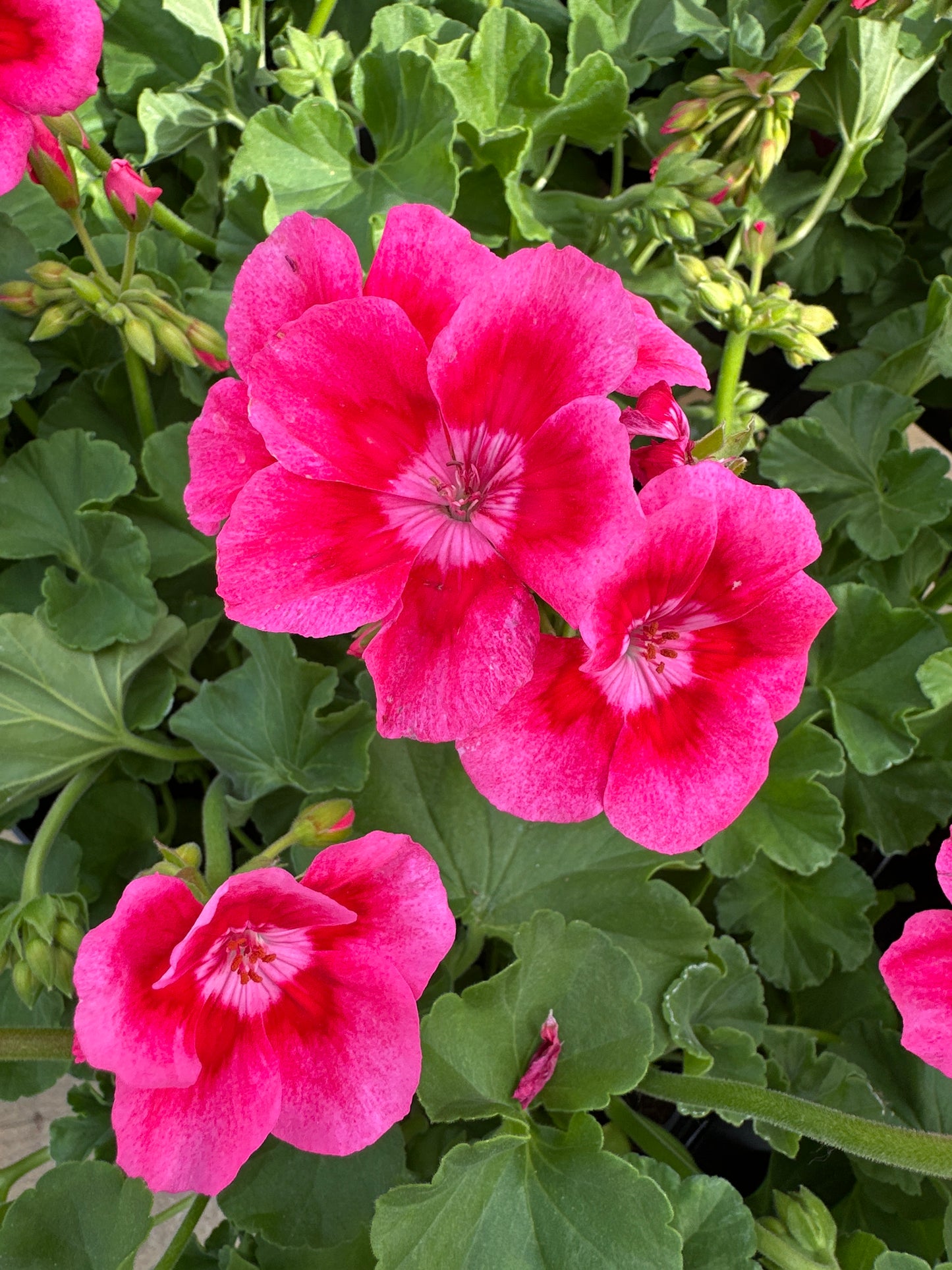 GERANIUM CALLIOPE MEDIUM ROSE MEGA SPLASH - 6" POT