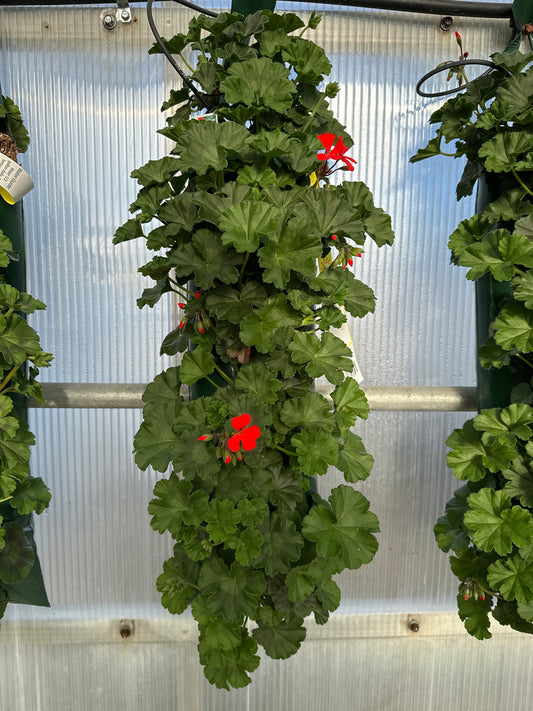 GERANIUM CALLIENTE ORANGE - FLOWER BAG
