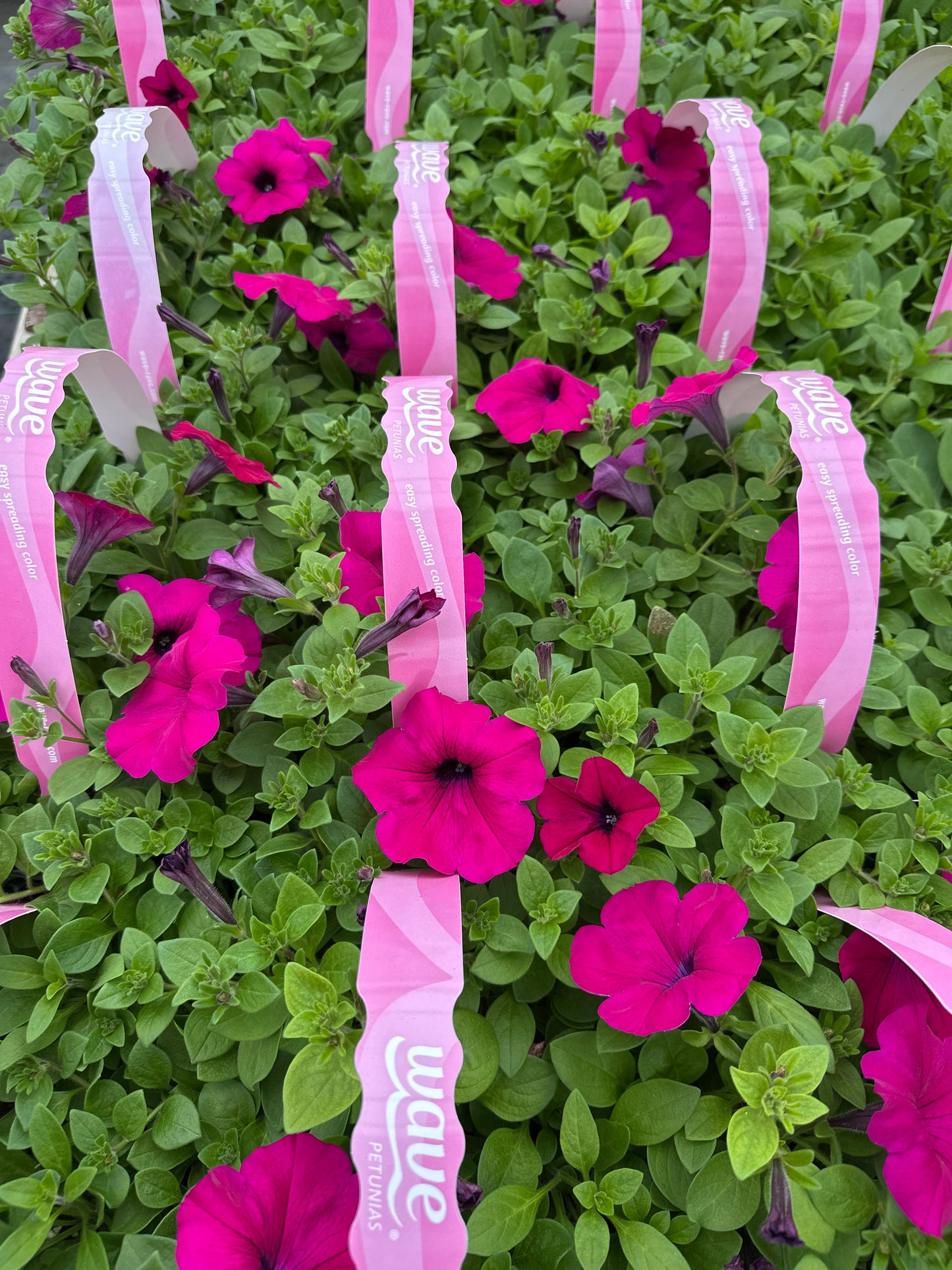 PETUNIA WAVE PURPLE IMPROVED - JUMBO 6 PACK