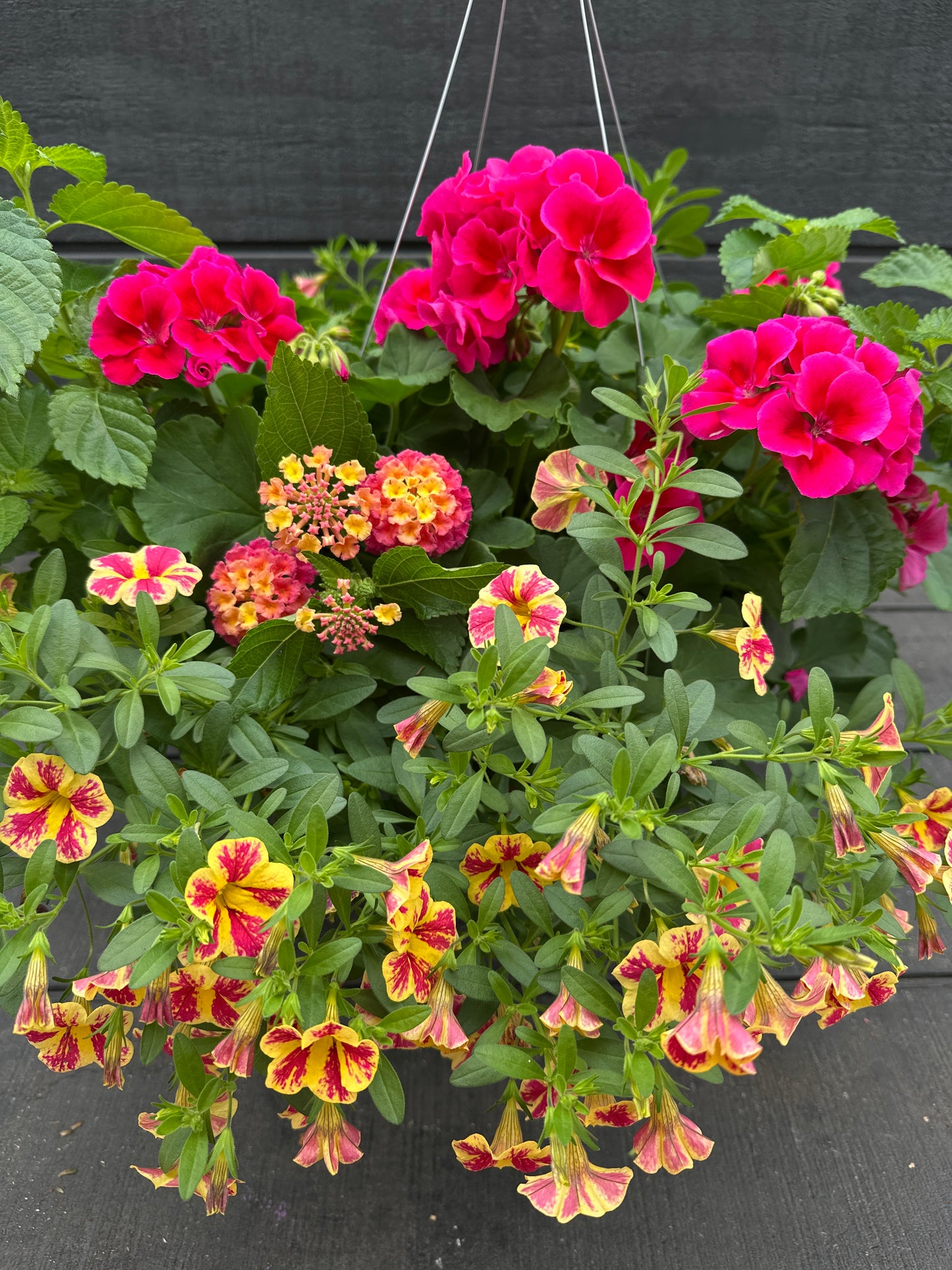 BASKET #101 - 12" HANGING BASKET